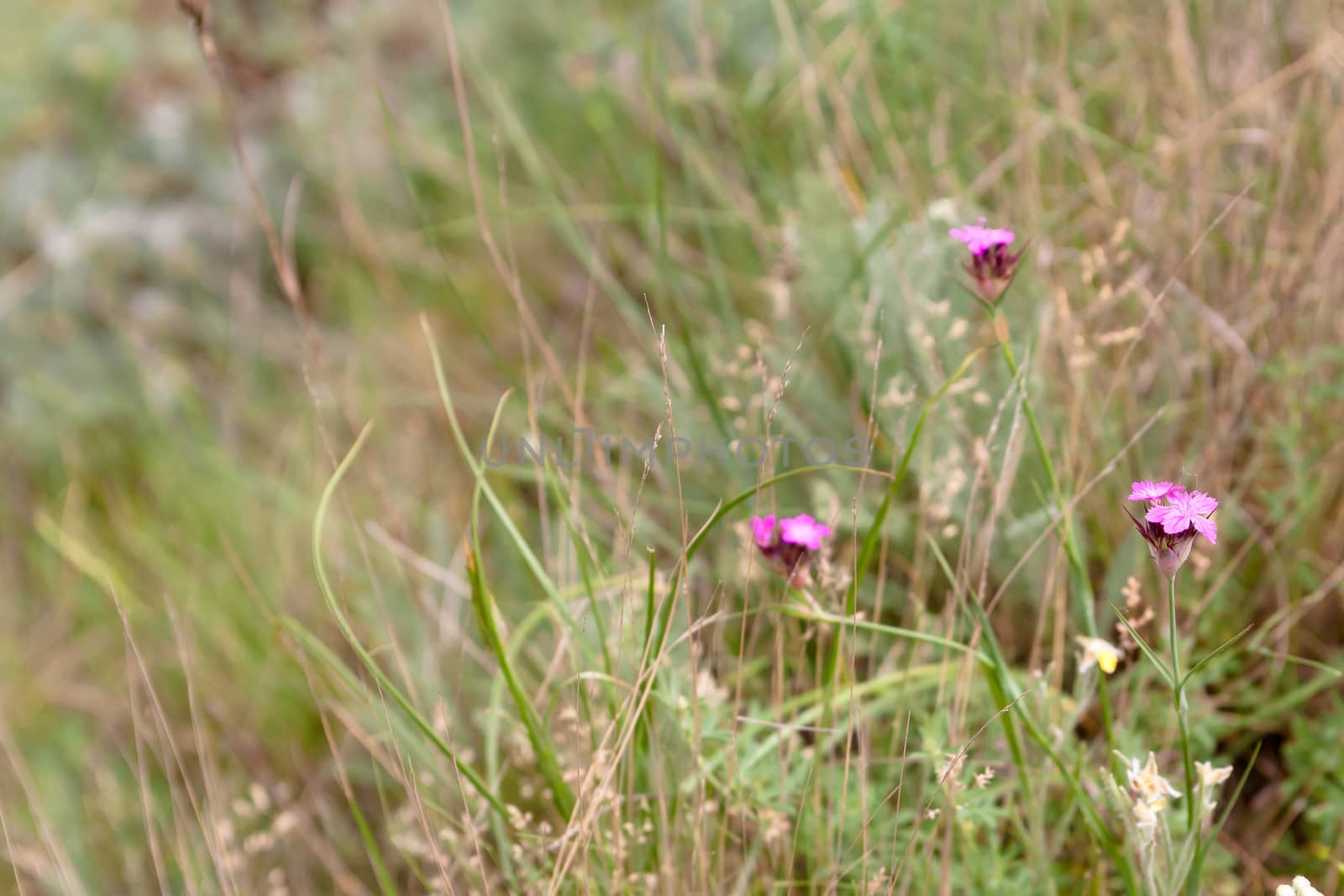 Pink wildflower and green grass 
