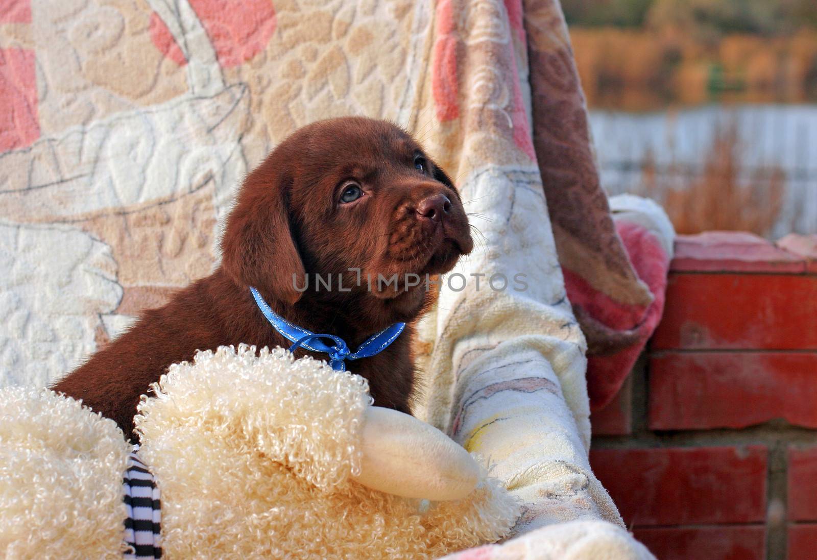 happy chocolate labrador puppy with toys