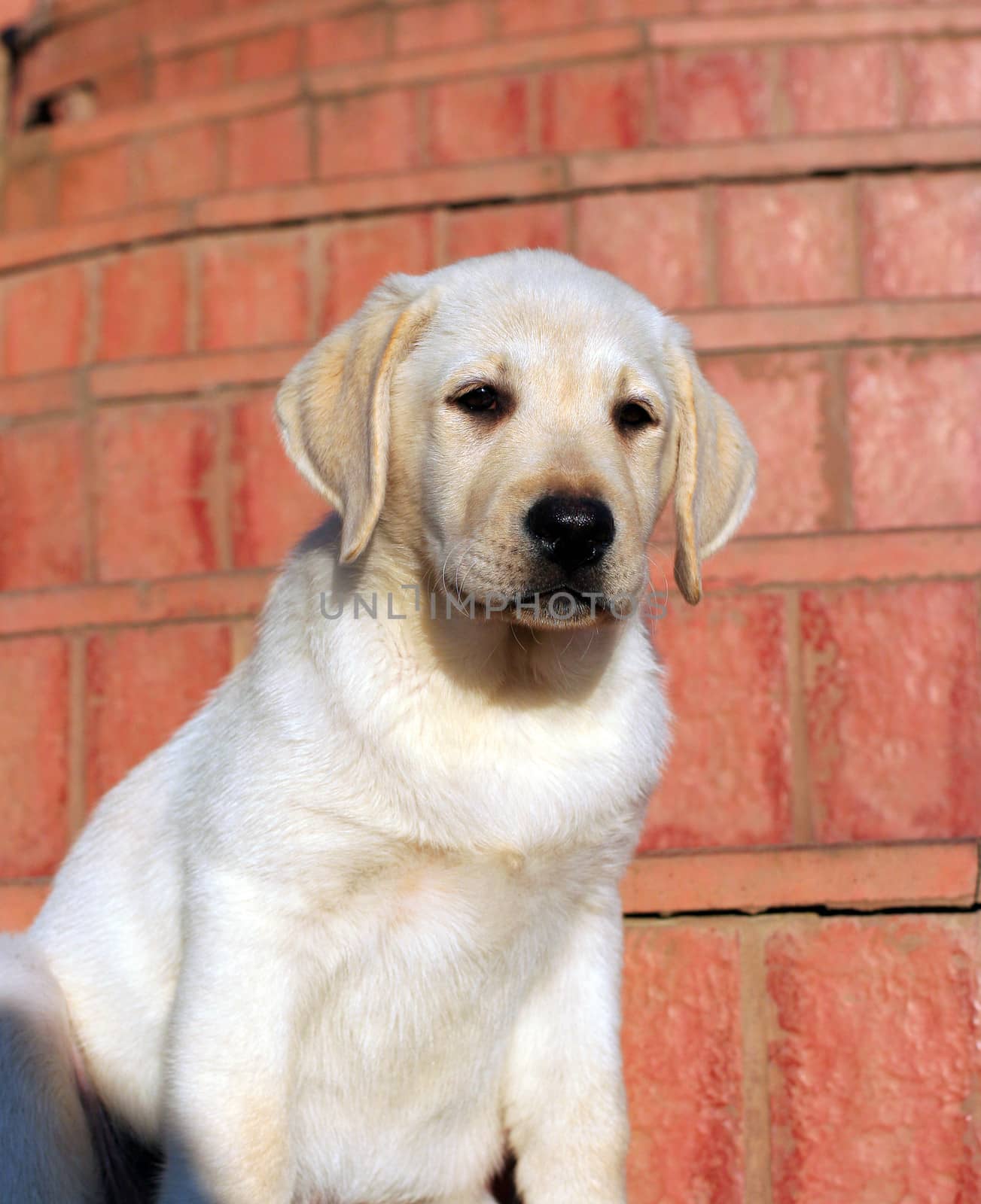 happy yellow labrador puppy portrait close up