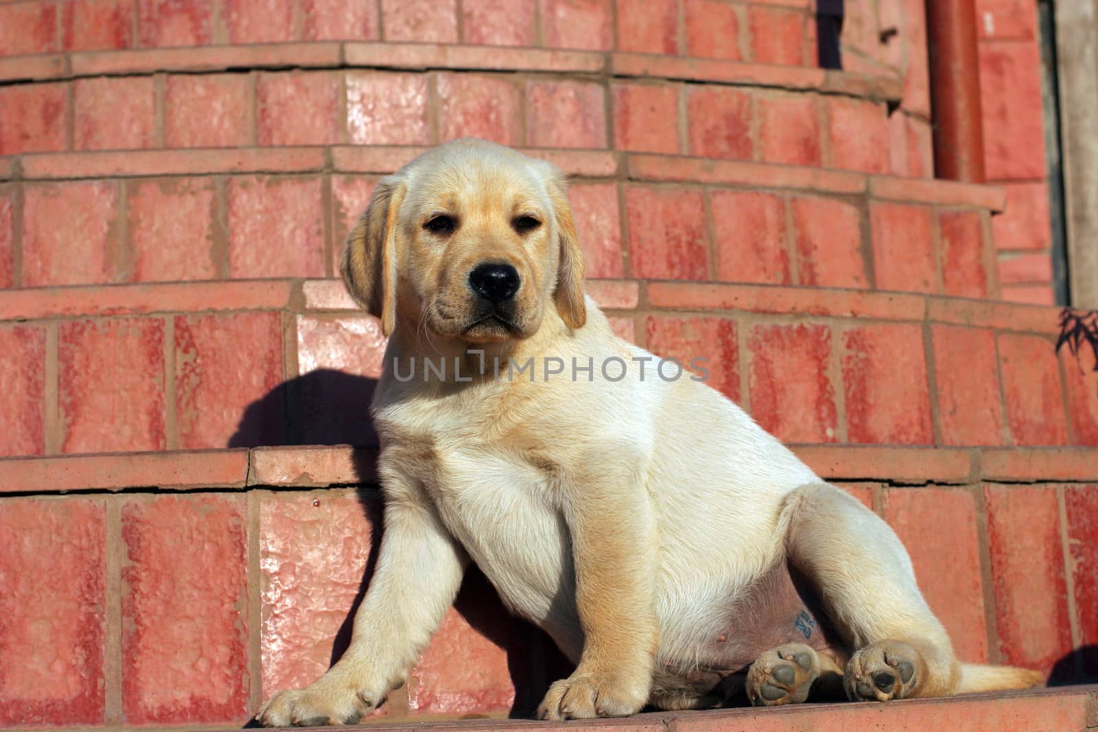happy yellow labrador puppy at the door