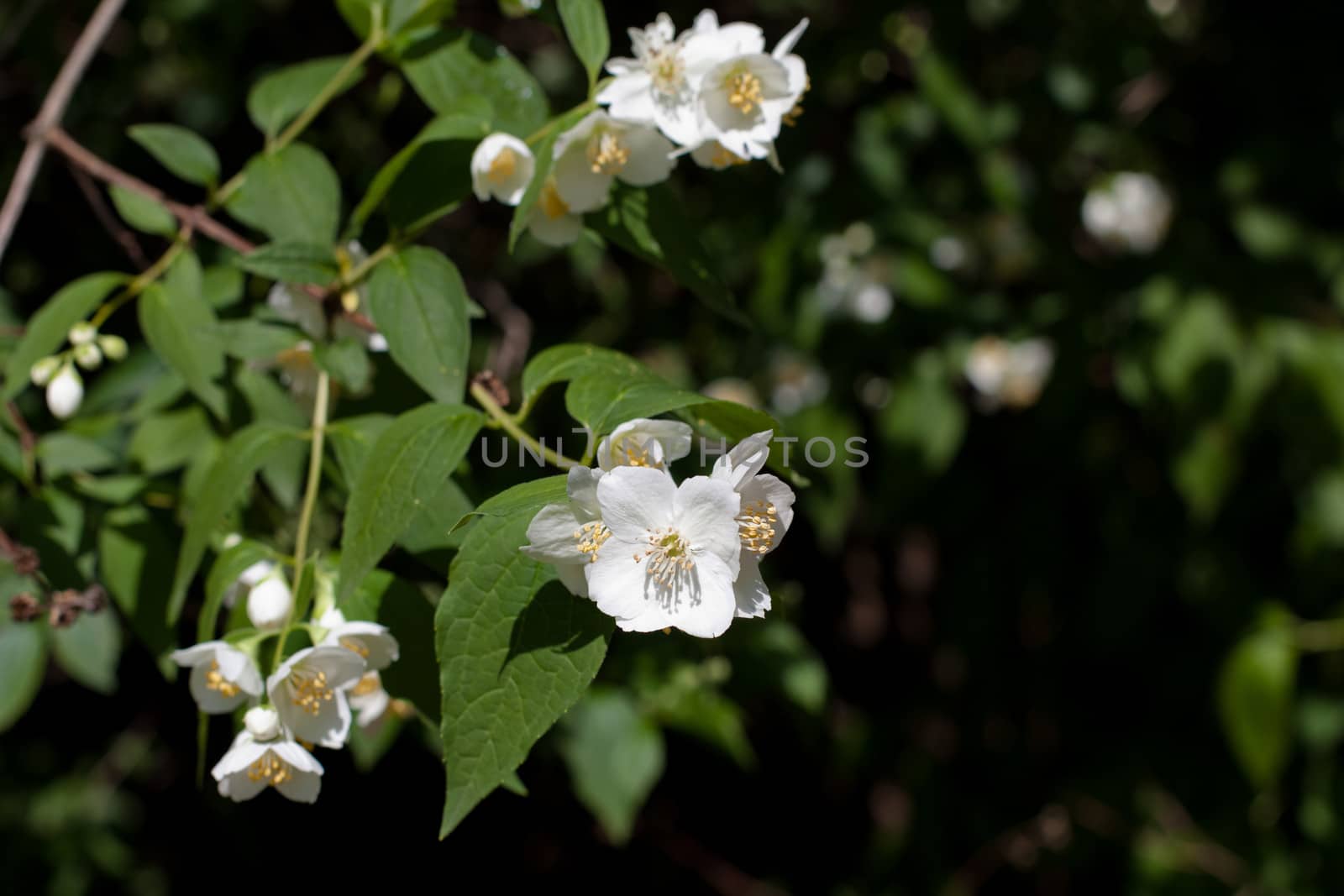 White flowers and green leaves on the bush in sunny day

