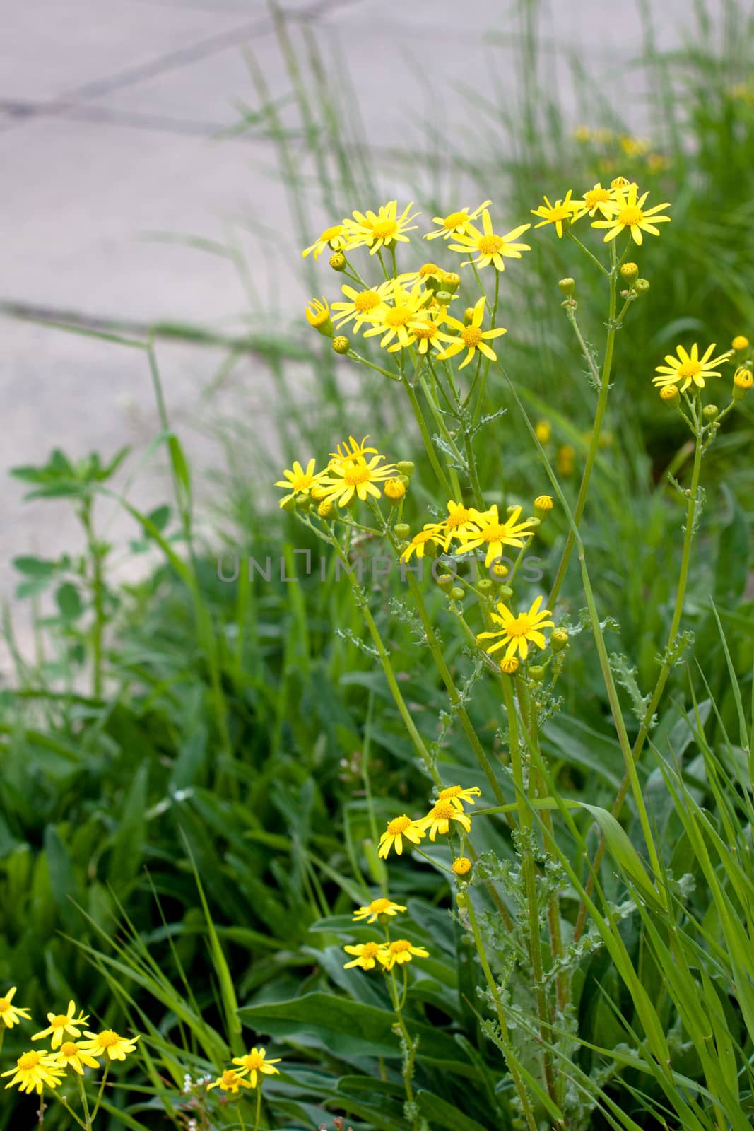 Yellow wildflower in green field in a city
