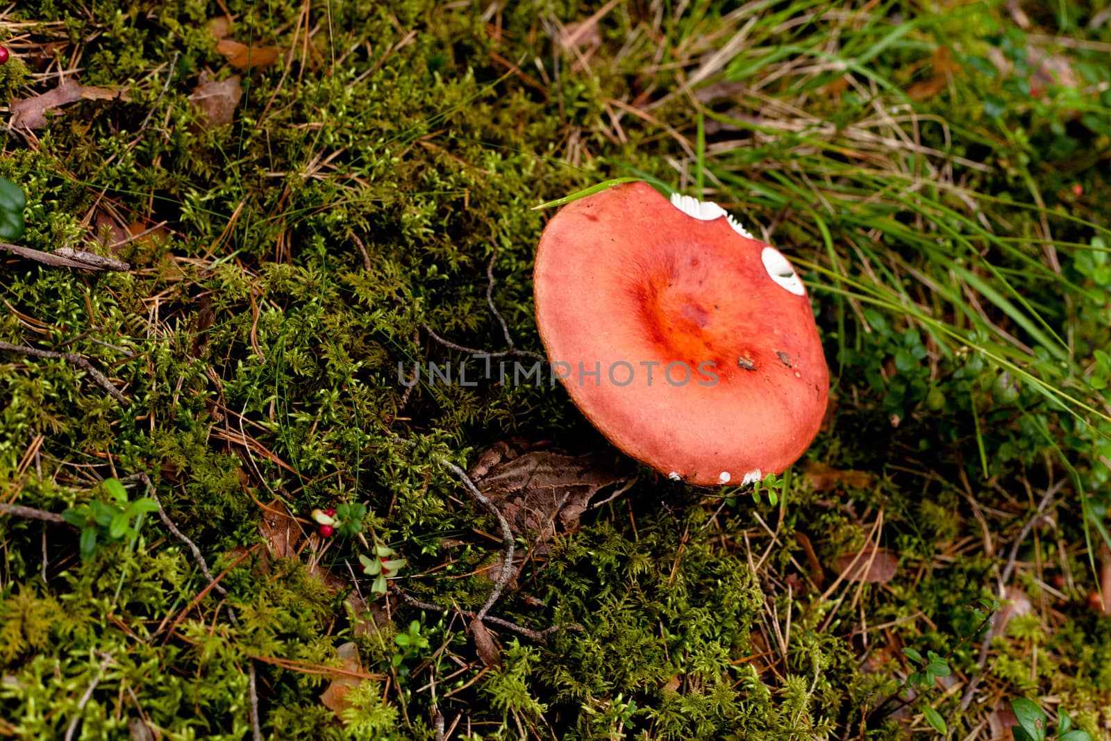 Pink mushroom in a forest
