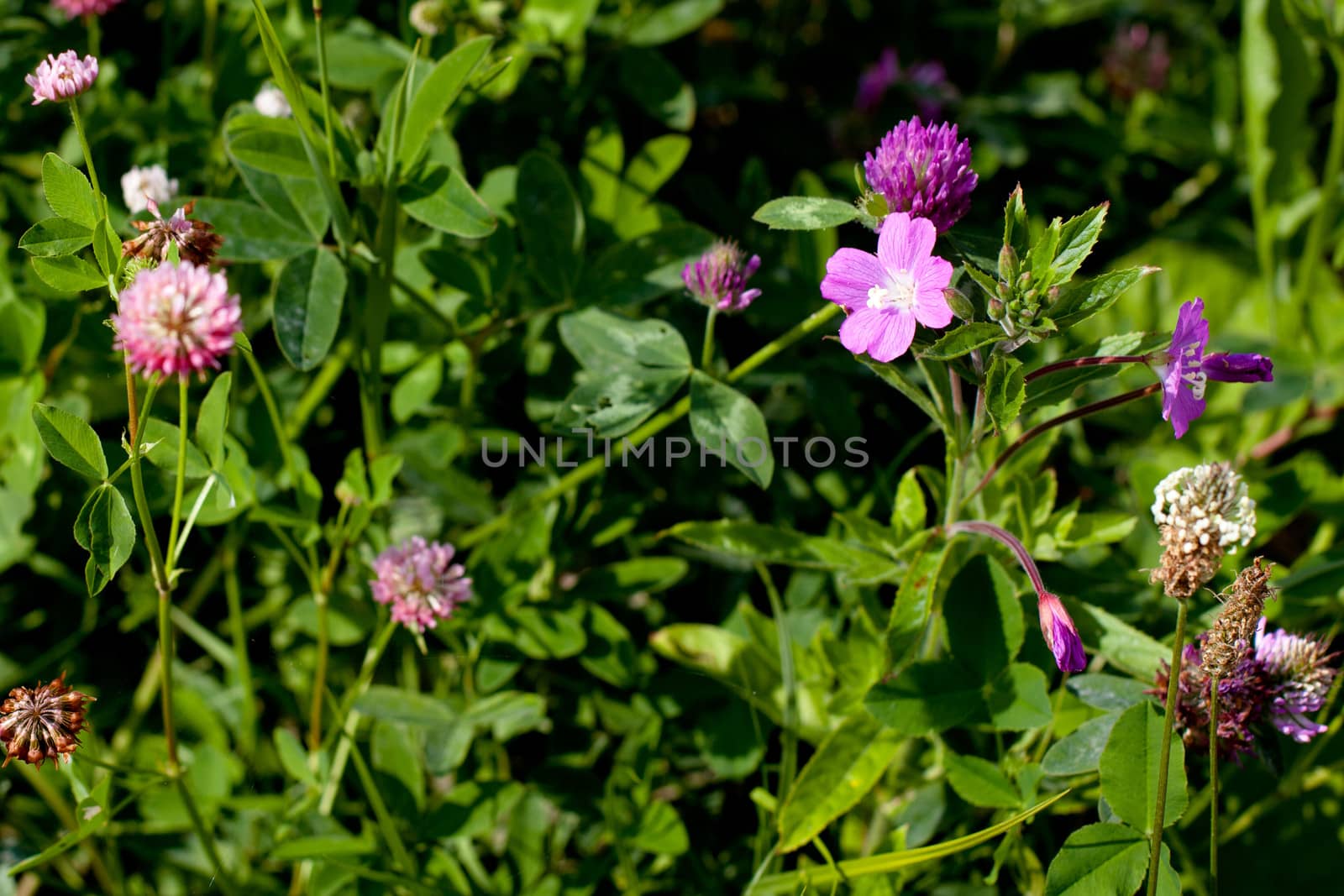 Pink and purple wildflower in green field in sunny day
