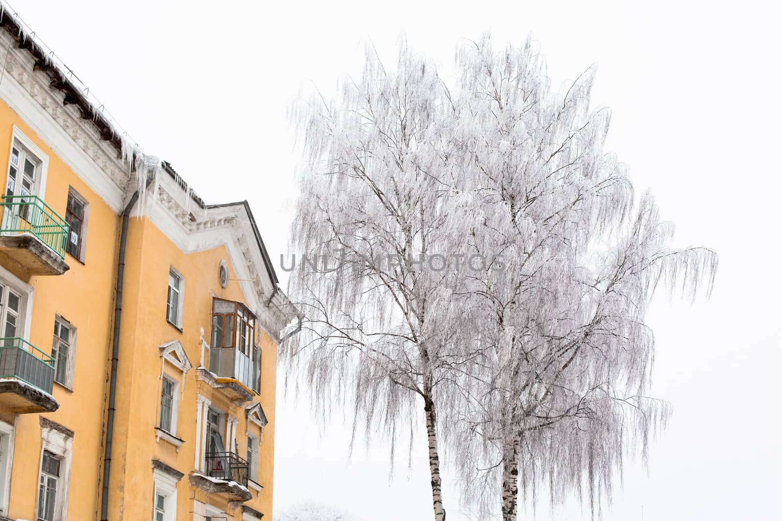 White trees and yellow building in winter in Uglich
