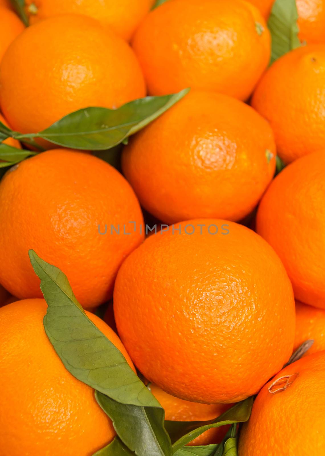 Closeup of tasty spanish oranges freshly collected