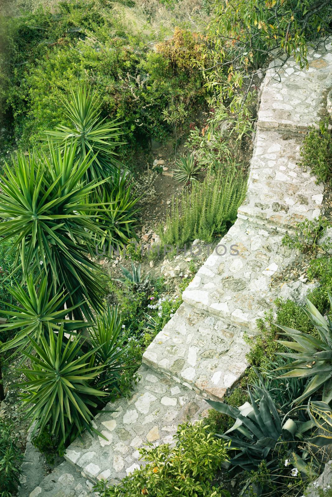 Path through a Greek hillside terraced garden
