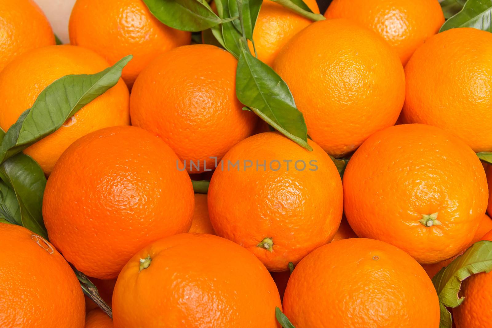 Closeup of tasty spanish oranges freshly collected