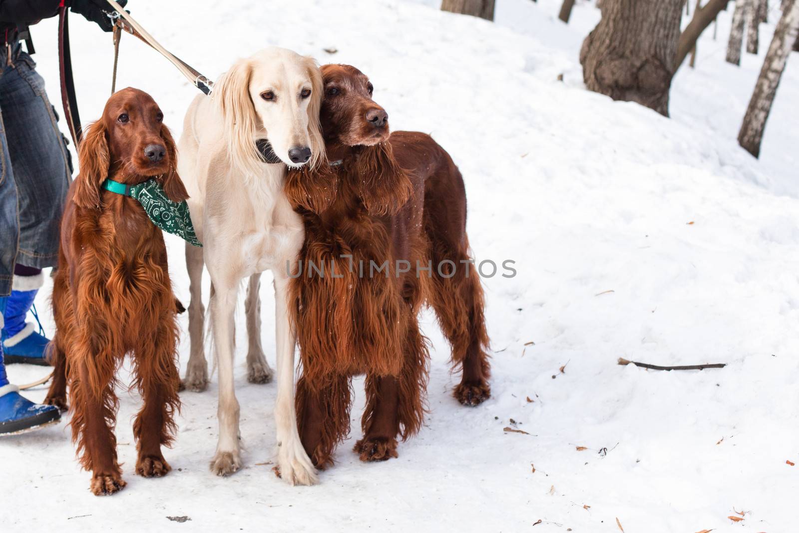 White saluki and two irish setters standing near a person on snow

