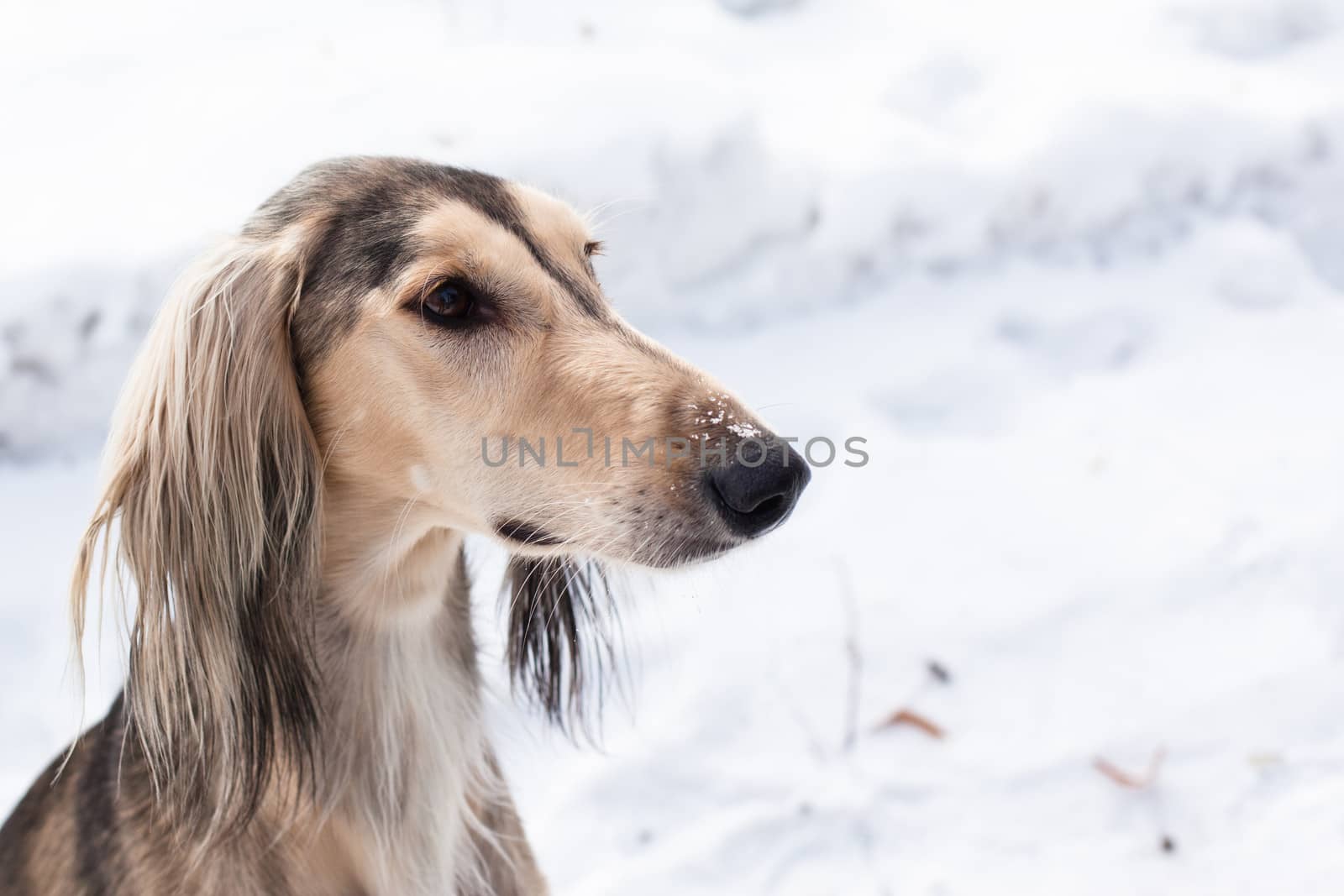 A portrait of grey saluki on white
