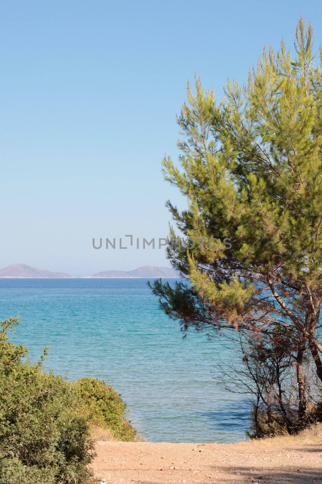 Seaside view in Alonissos, Greece with pine tree and blue sea