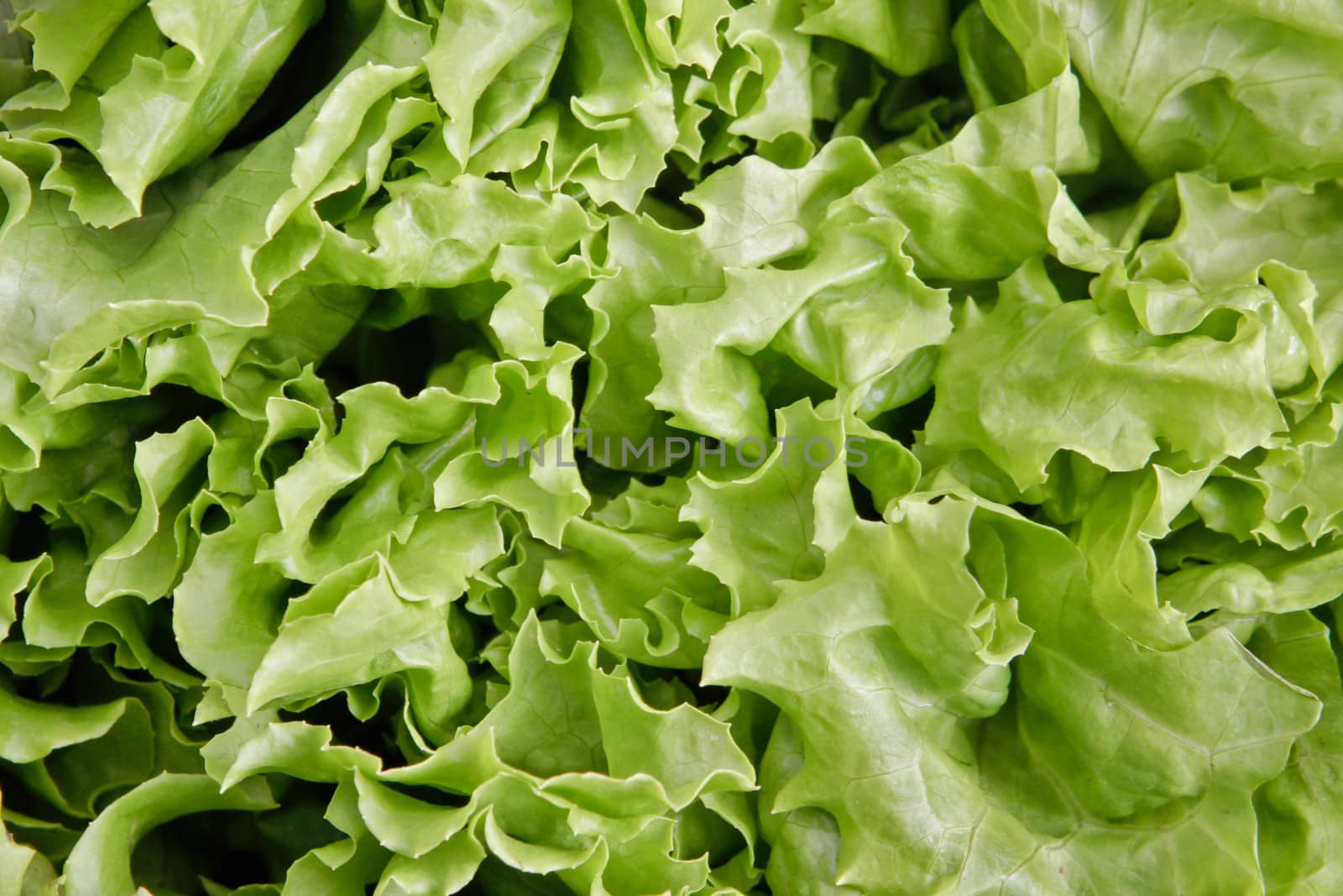Close up of lettuce leaves as a background