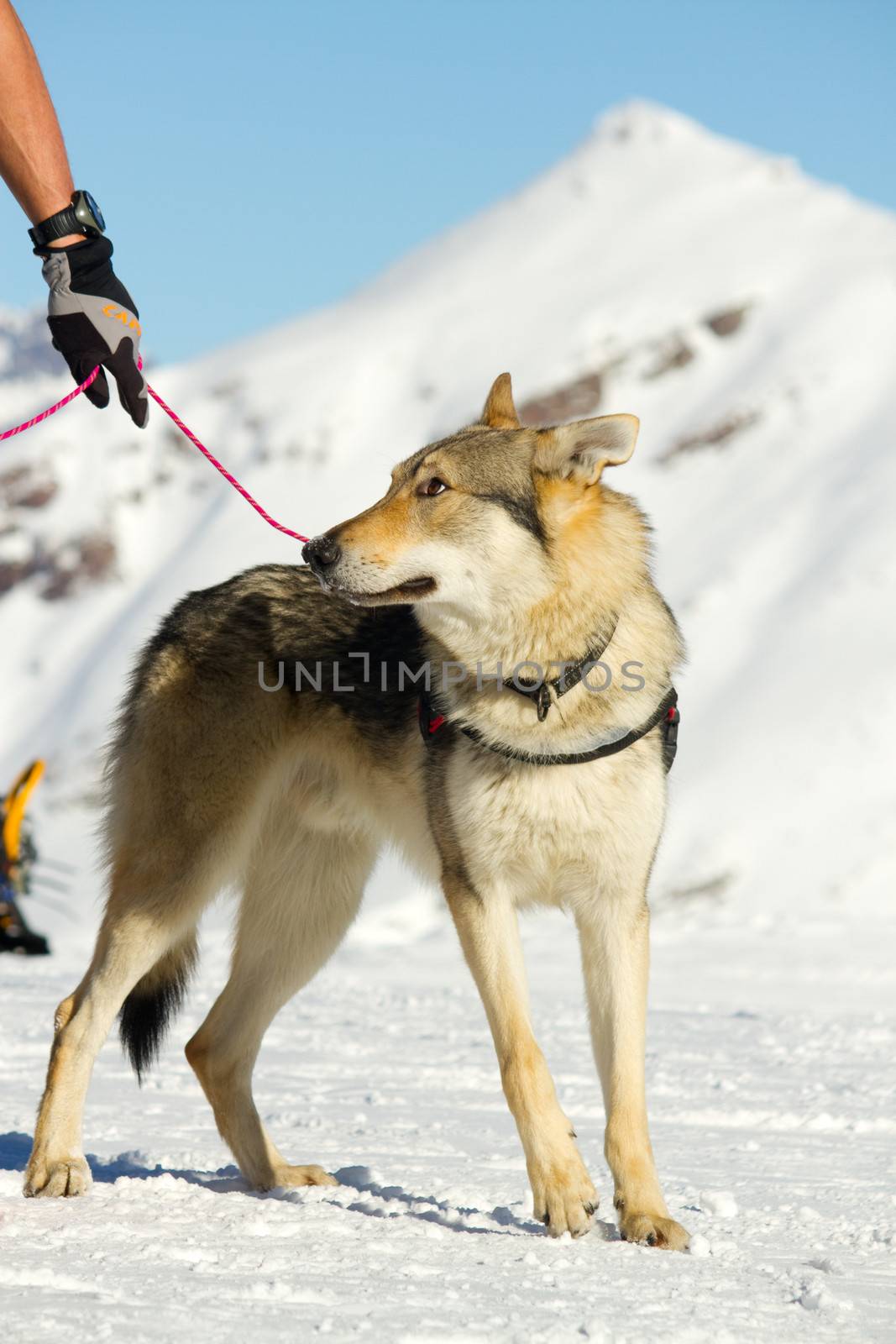 rescue dog on snow