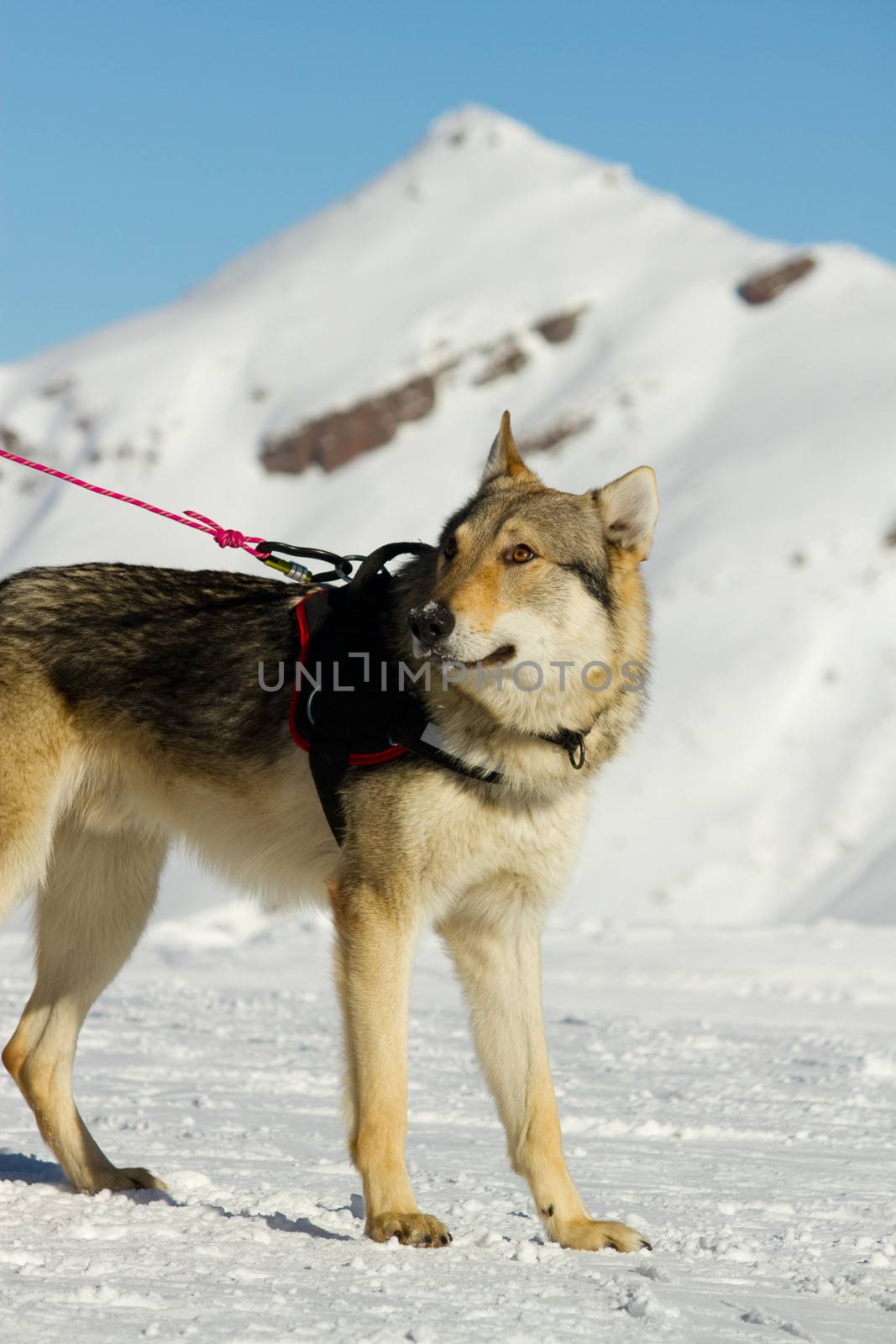 rescue dog on snow