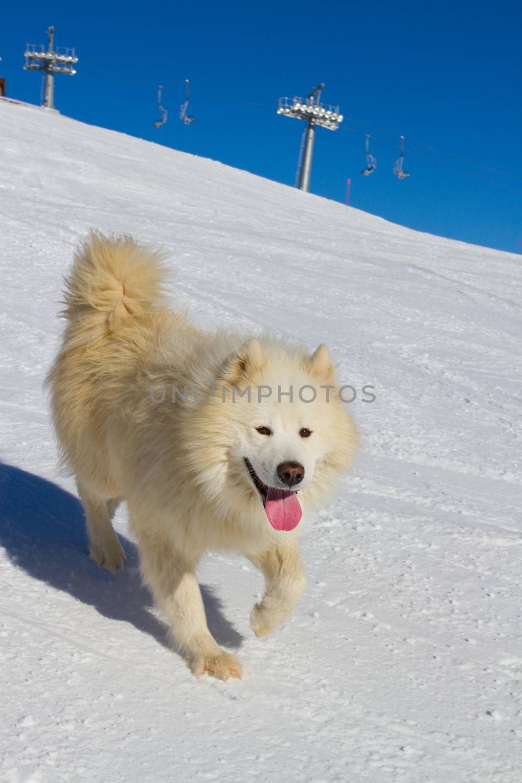 Dog in winter