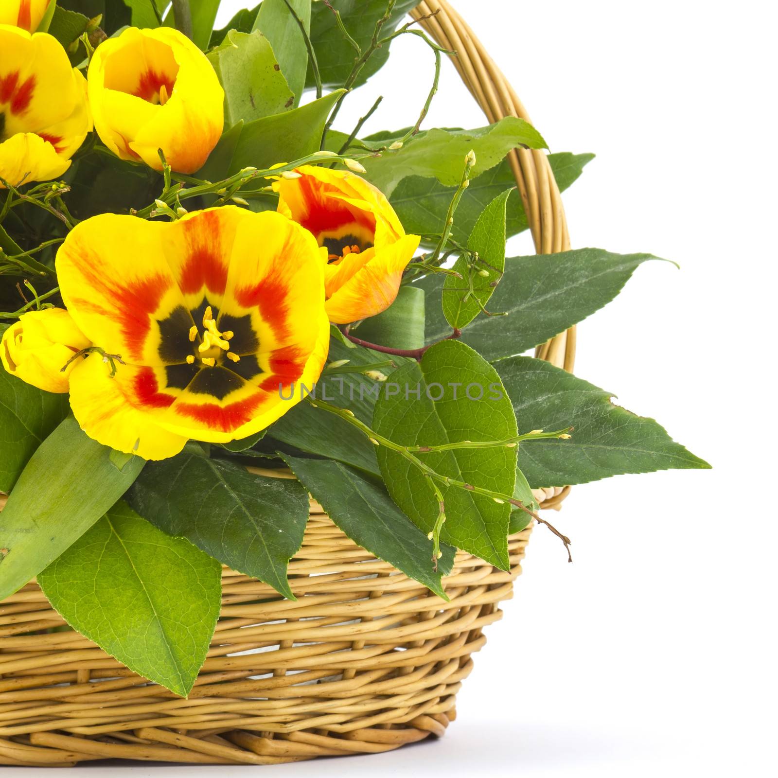 yellow tulips in a basket on a white background  by miradrozdowski