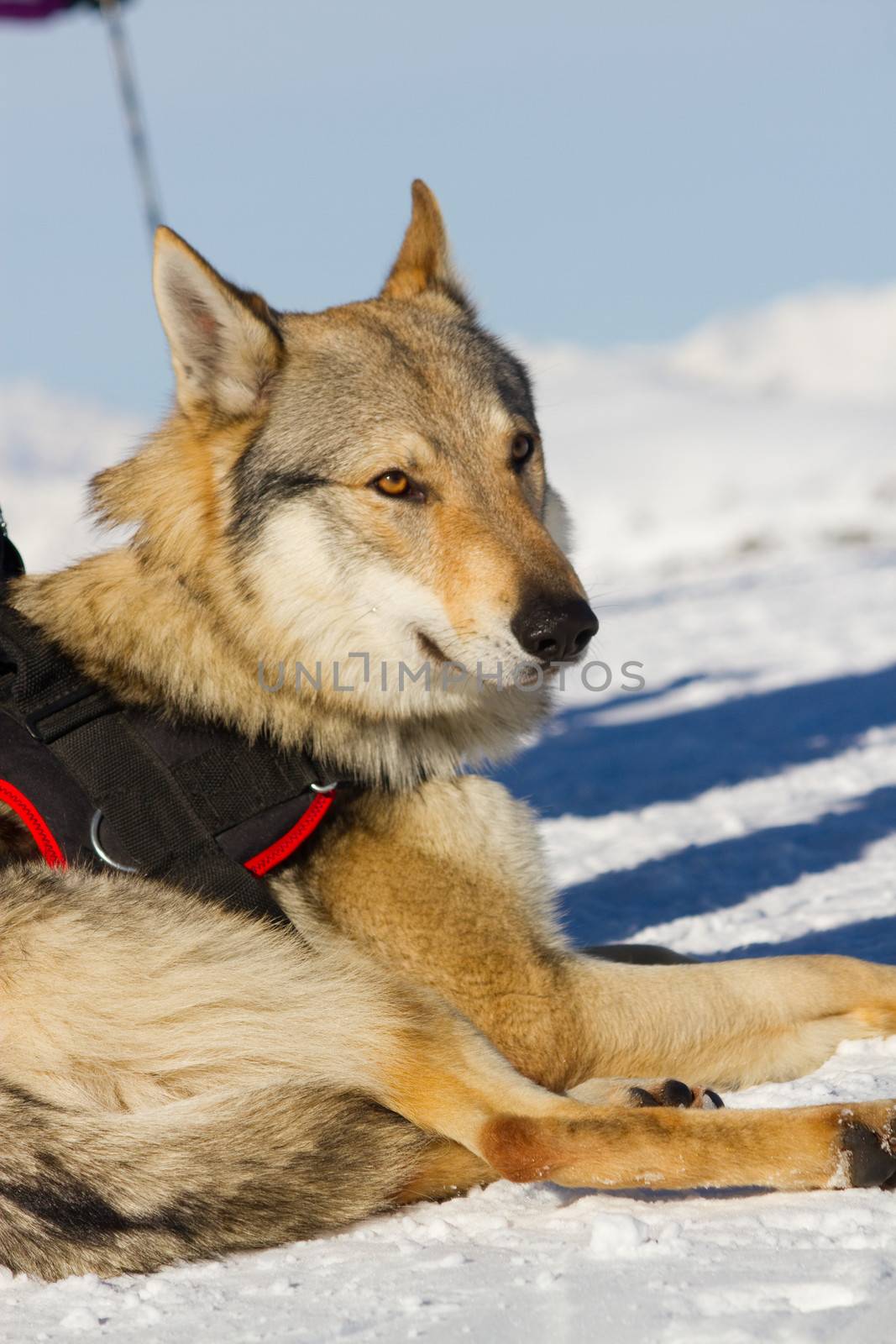 rescue dog on snow