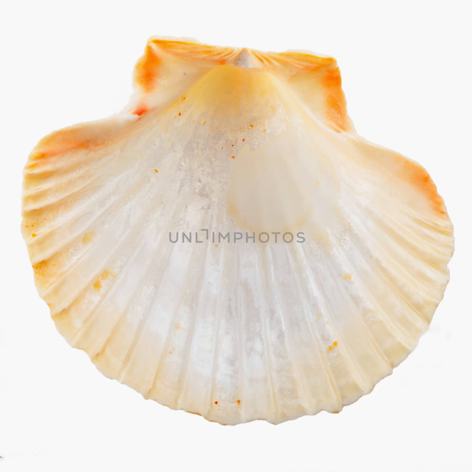 Scallop shell isolated over a white background