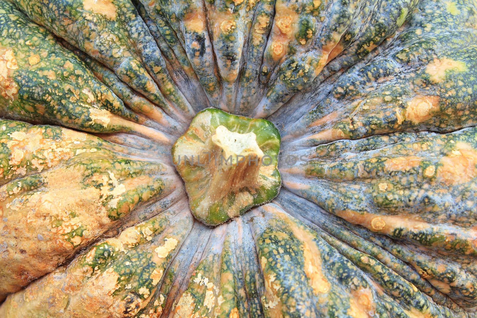 Close-up of pumpkin