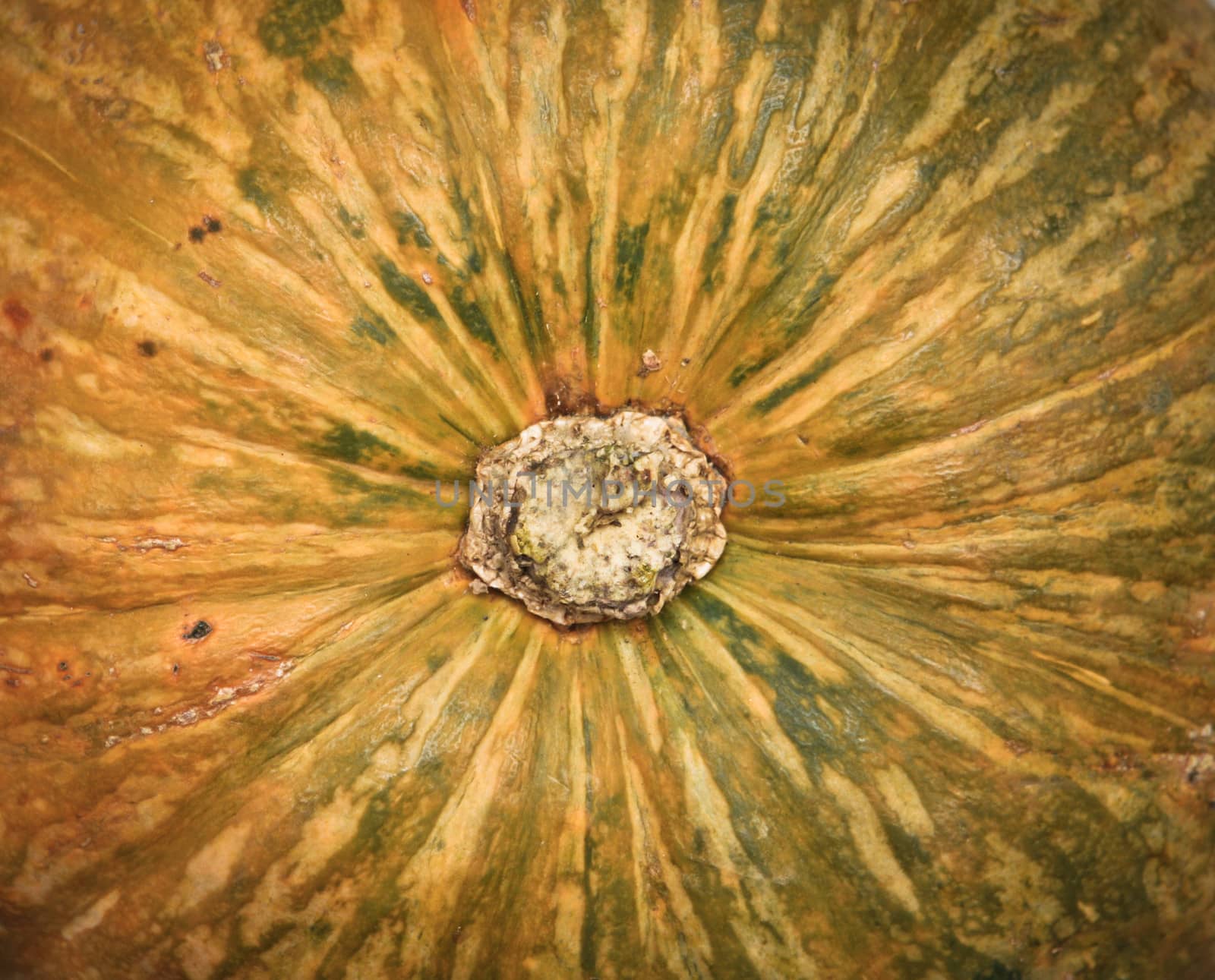 Close up of the top of a squash as a background