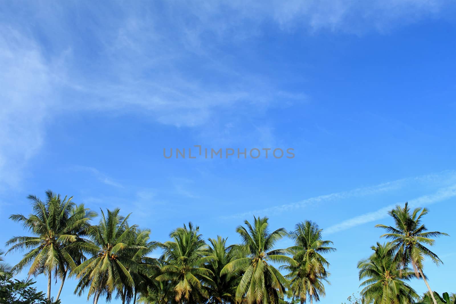 Tropical Palm Tree, Asia