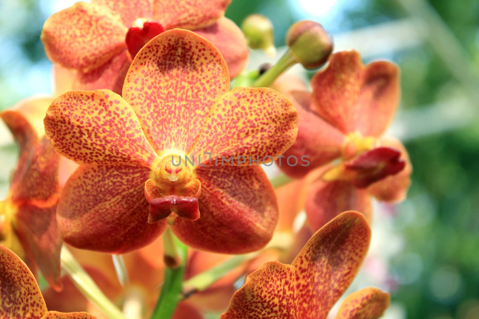 Close-up of Orchid