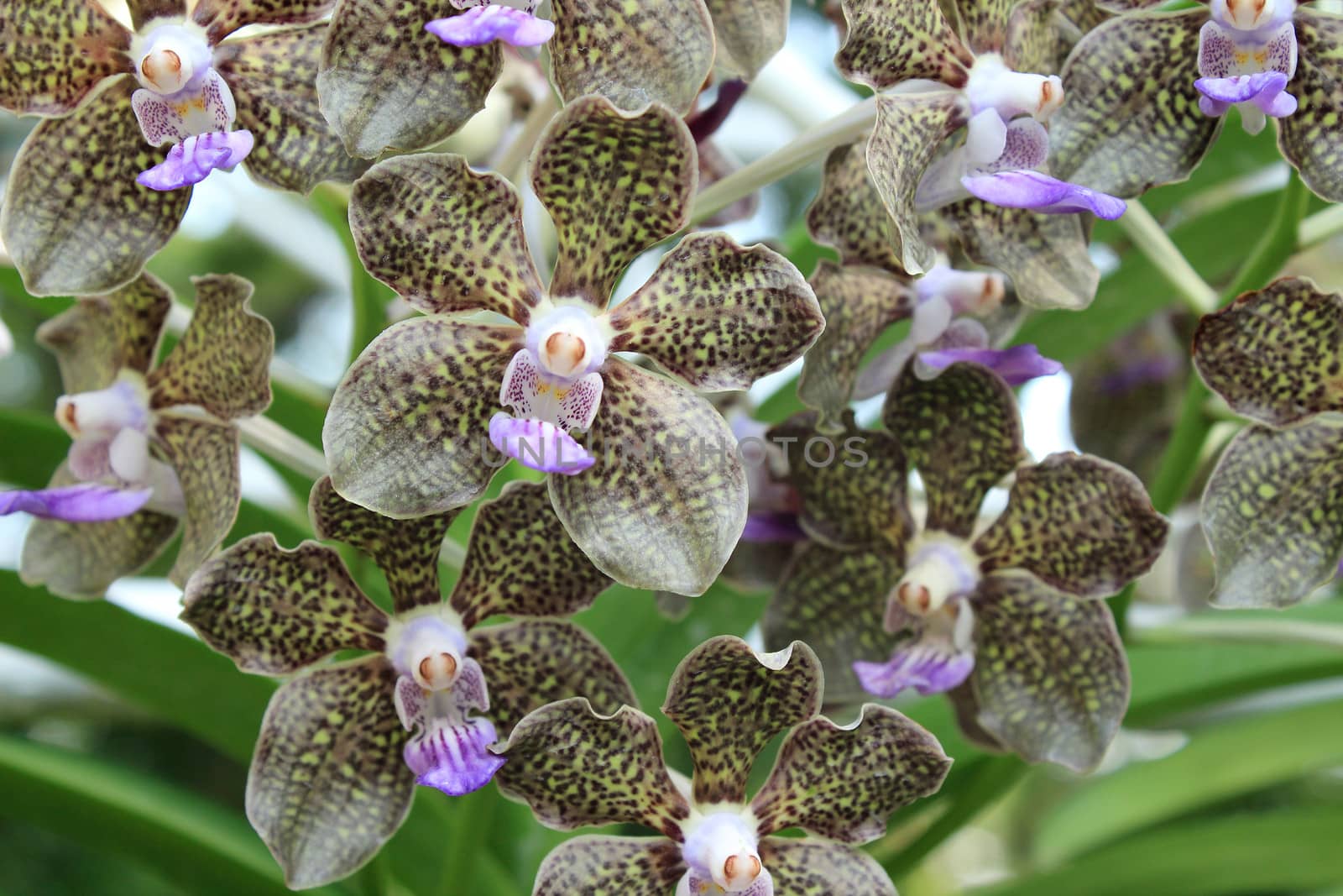 Close-up of Orchid