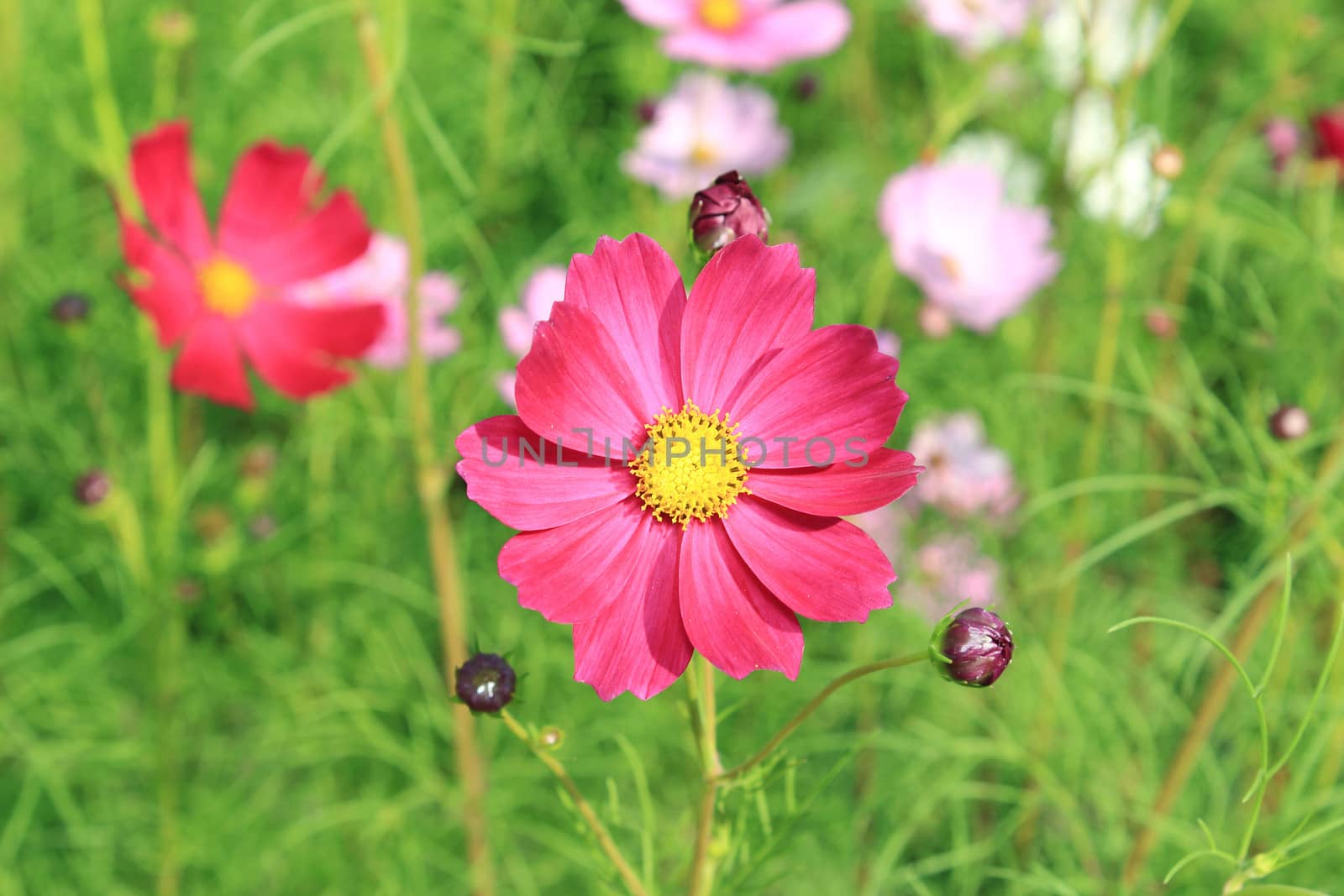 Close-up of Cosmos Flower