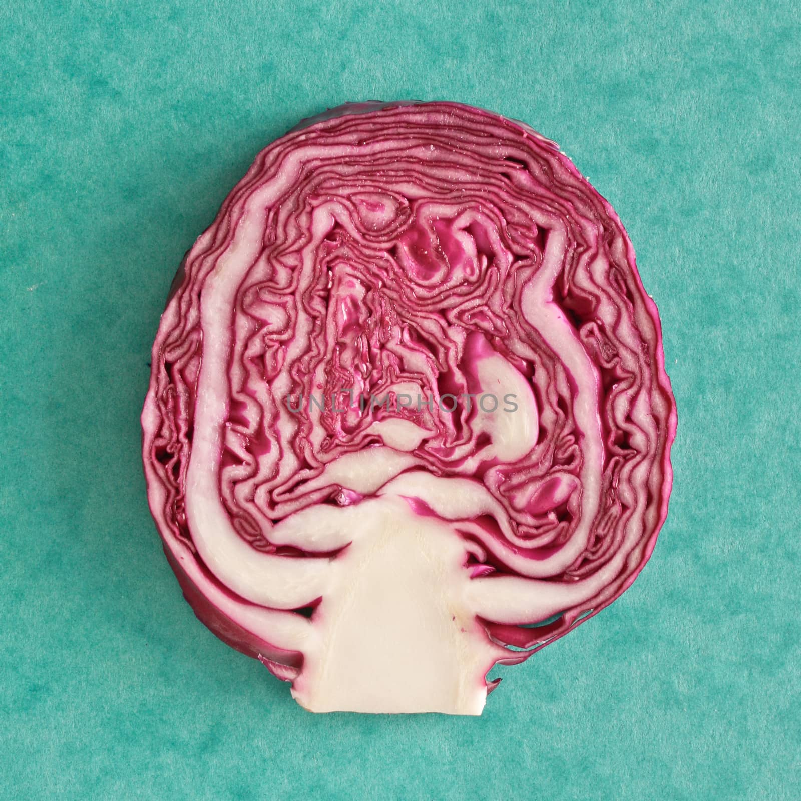Red cabbage by trgowanlock