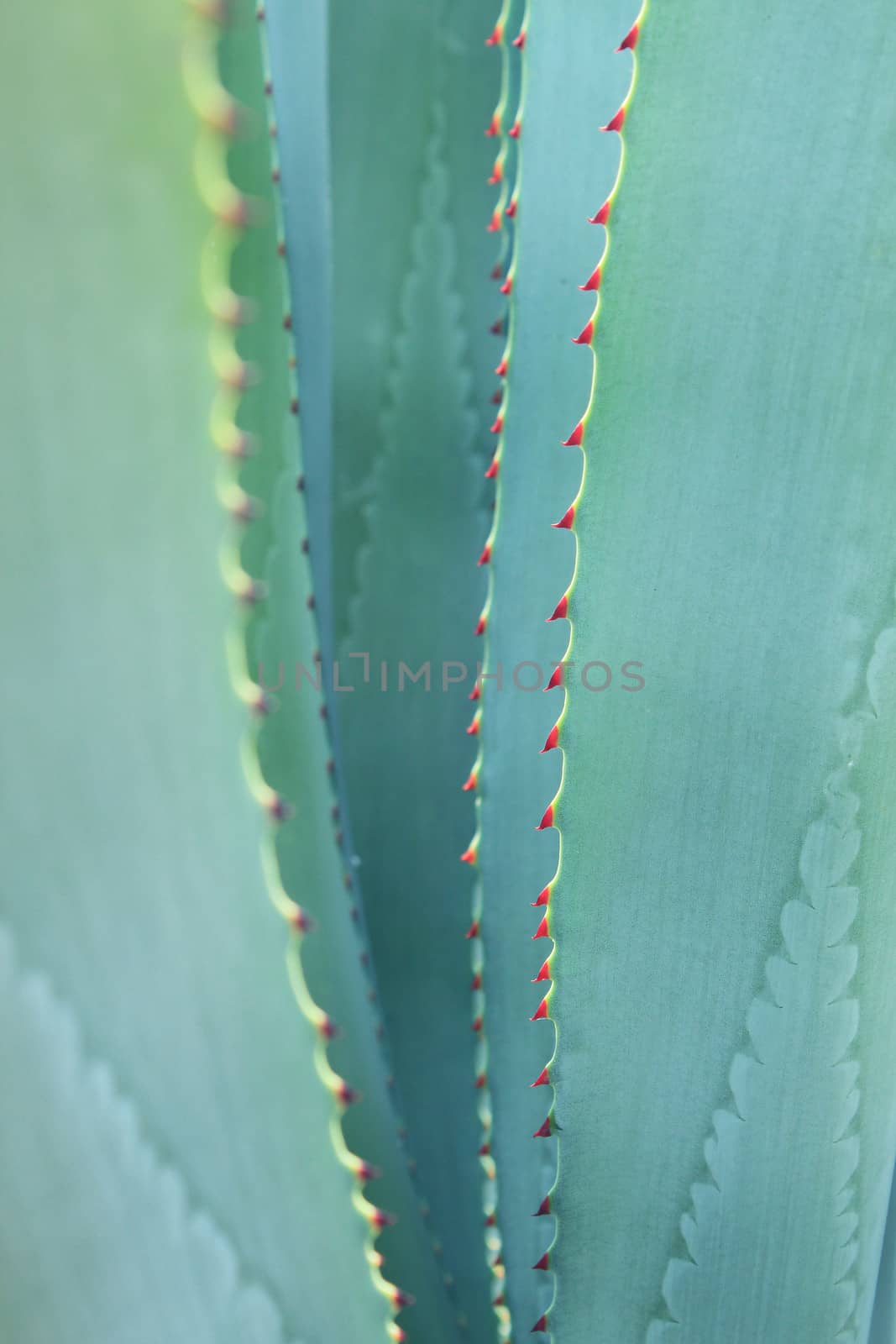 Sharp pointed agave plant leaves