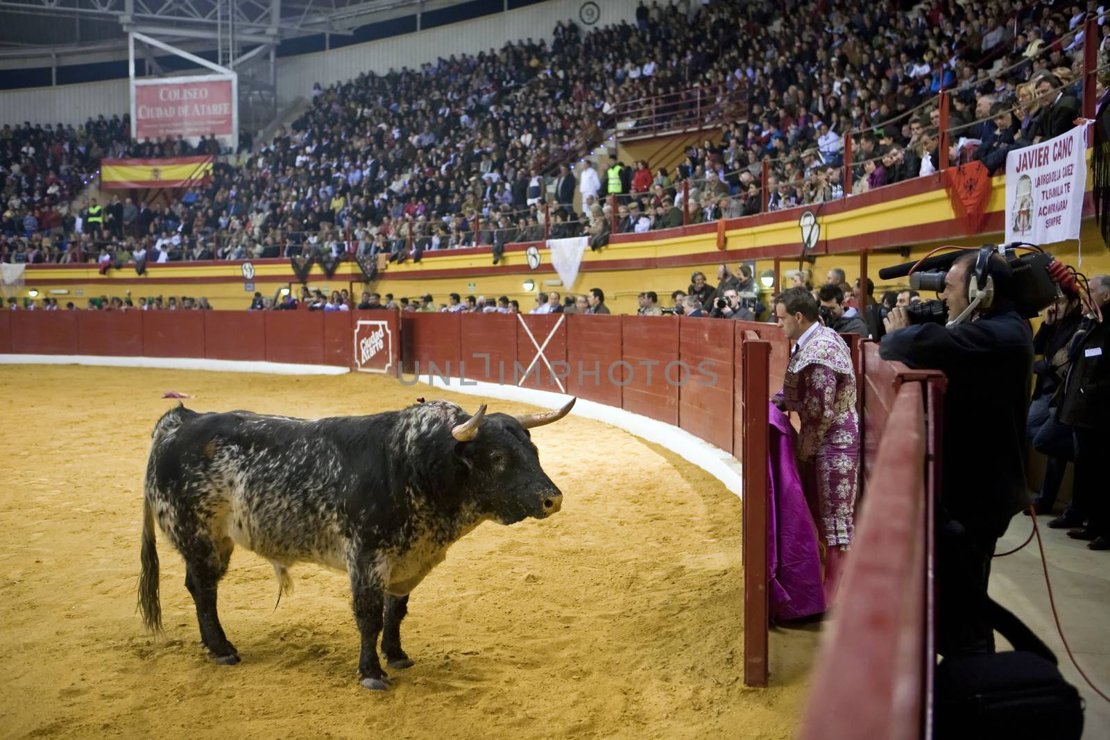 Atarfe, Granada province, SPAIN - 13 march 2011: Brave bull opposite to the refuge in a live televised bullfight in the Atarfe bullring or also called Atarfe coliseum, Atarfe, Granada province, Andalusia, Spain