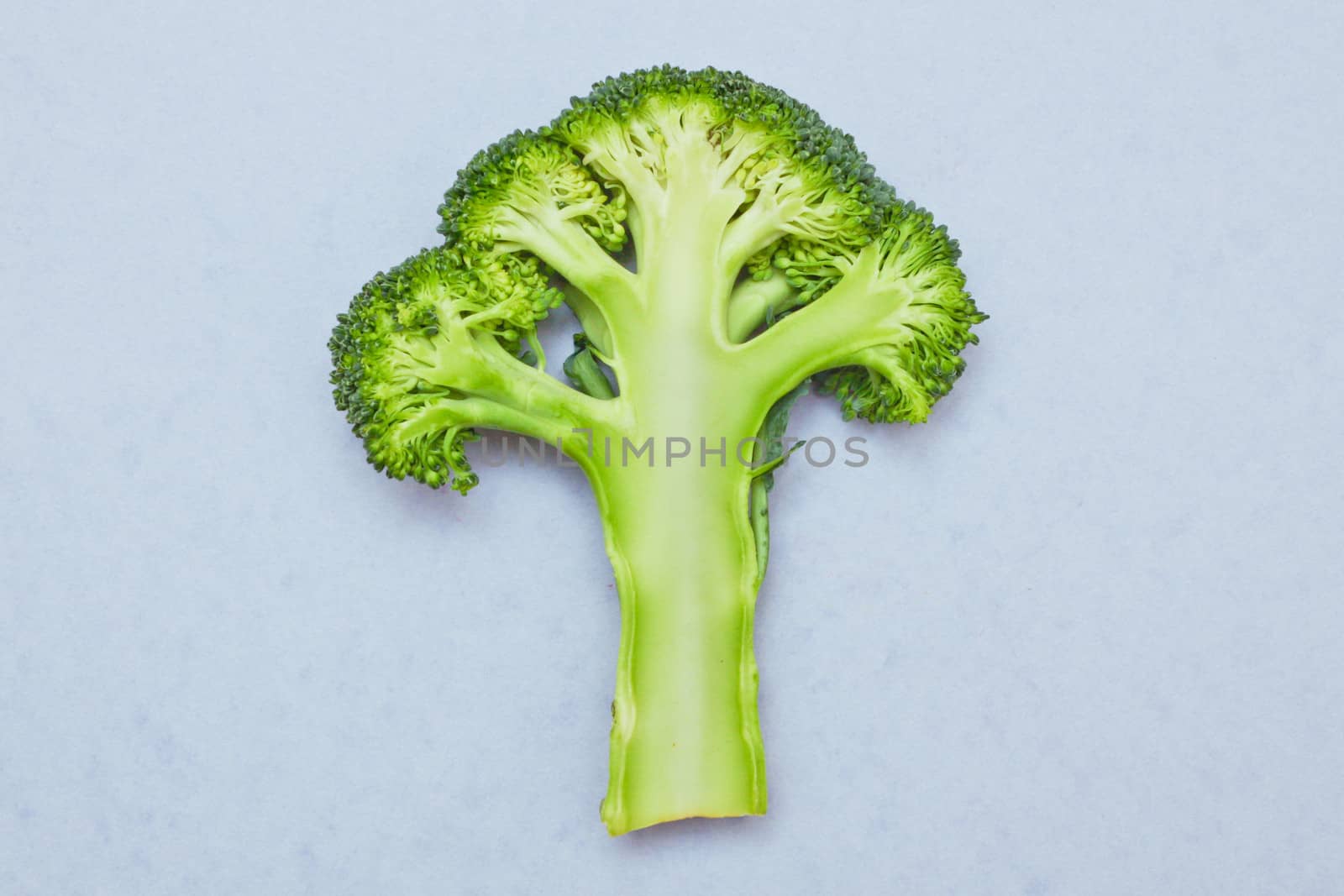 Slice of broccoli on a lilac background