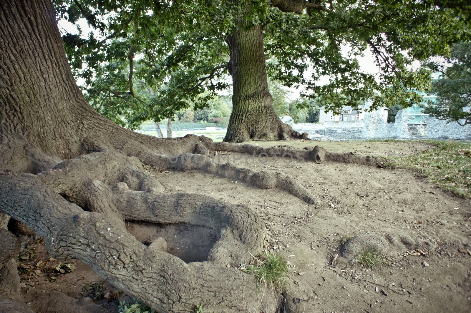 Large roots above the ground under an old tree
