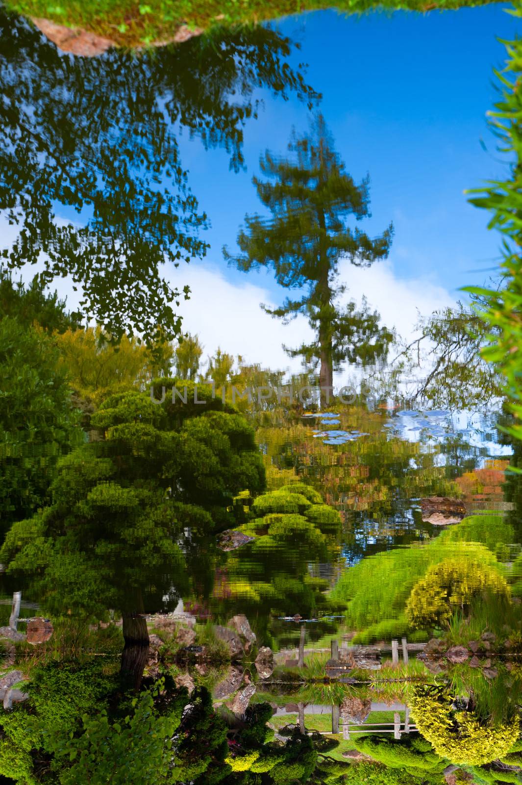 Pond in Japanese Tea Garden, San Francisco, California, USA