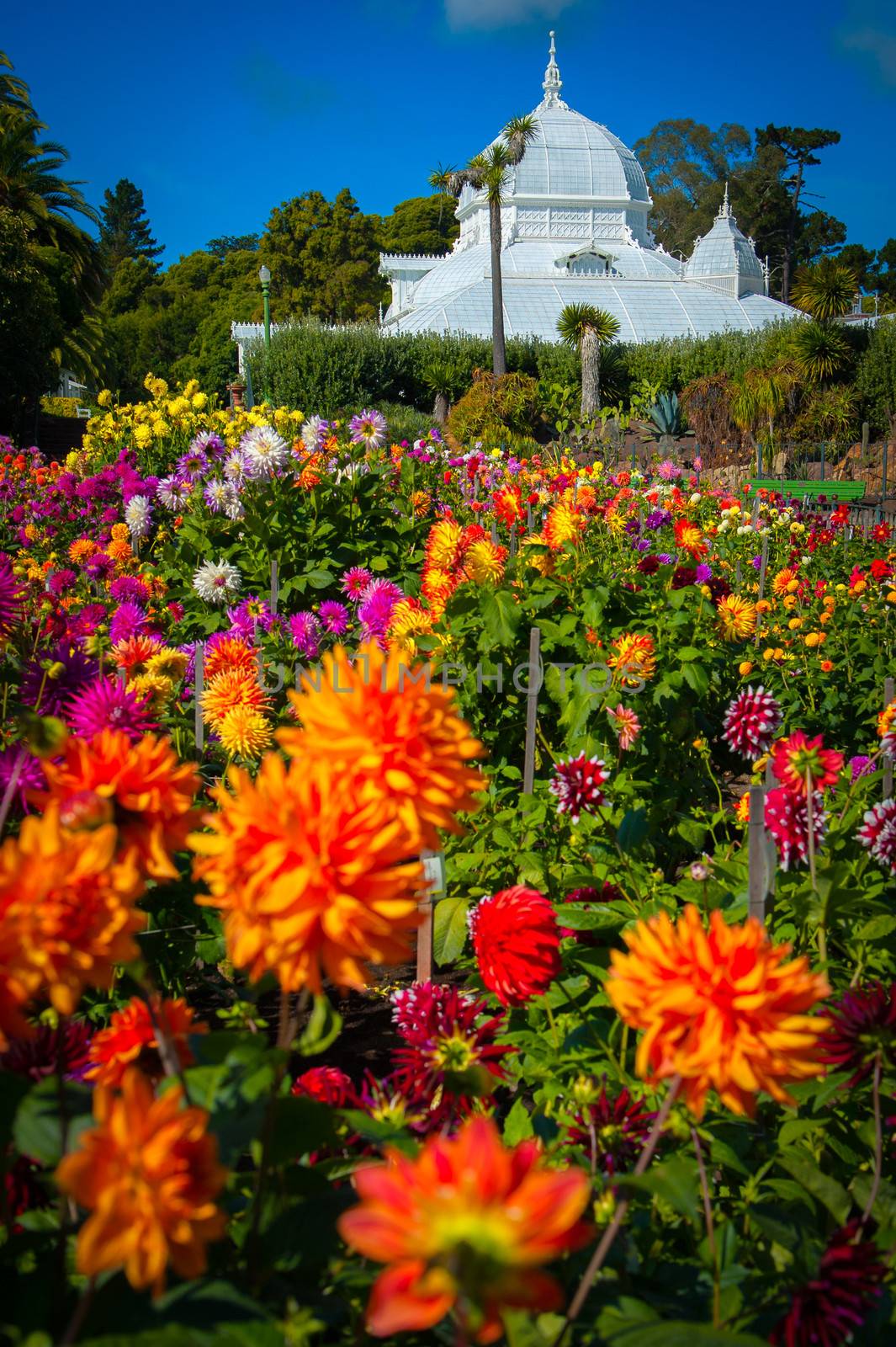 Flowers in a garden with a building in the background, Civic Center, San Francisco, California, USA