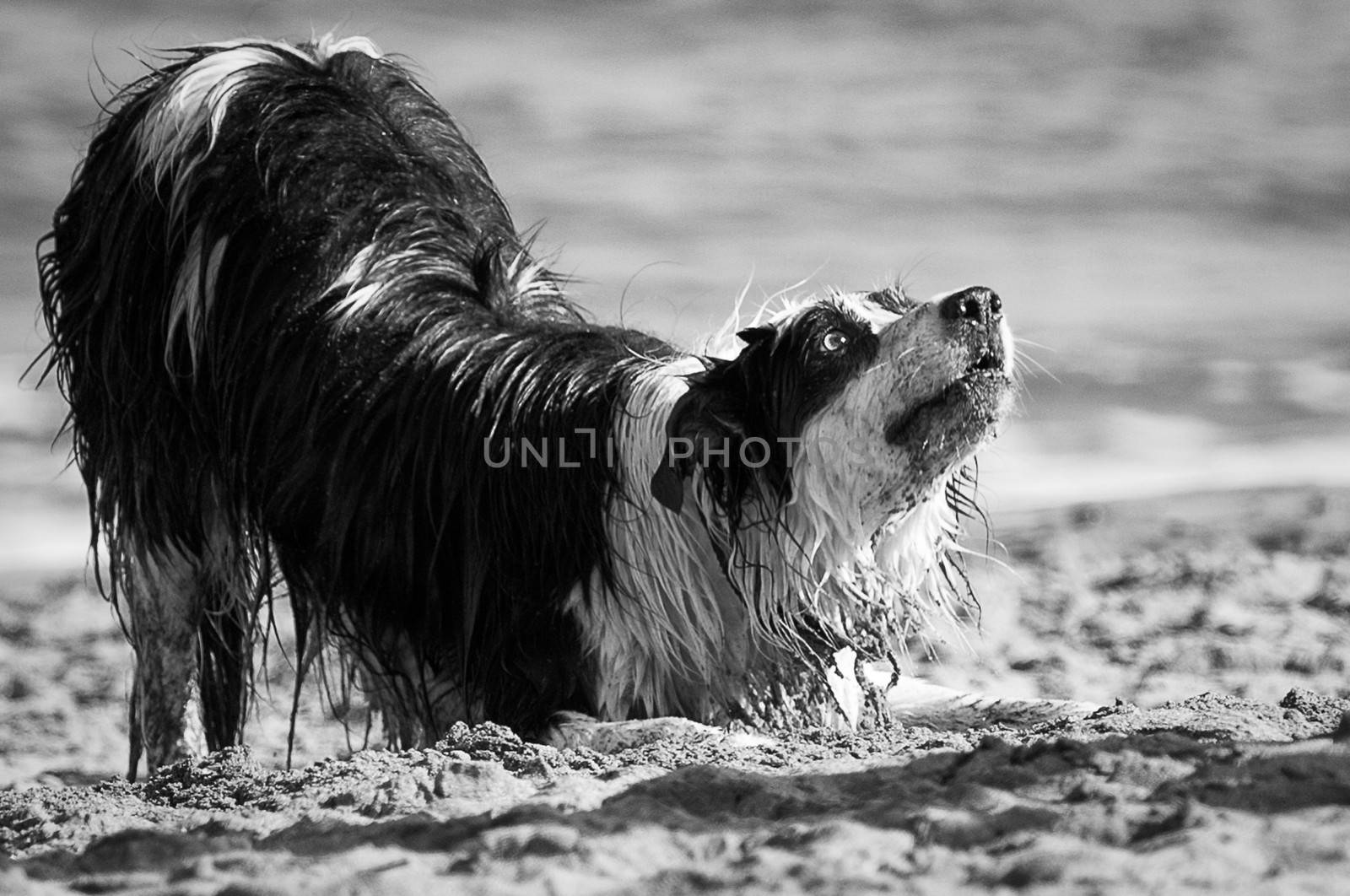 Dog on the beach, San Francisco Bay, San Francisco, California, USA