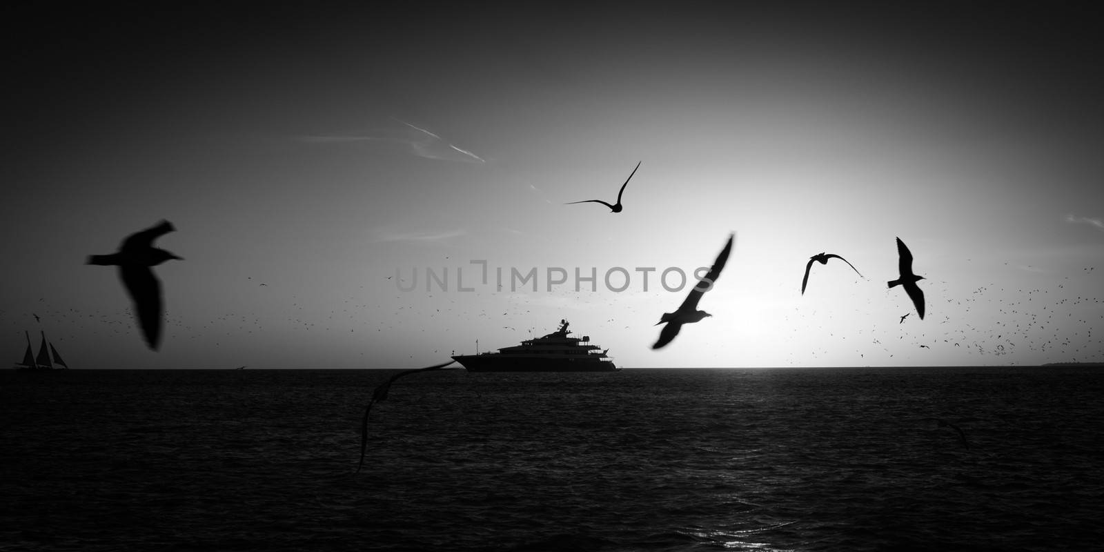 Birds flying over the Atlantic ocean, Key West, Florida, USA