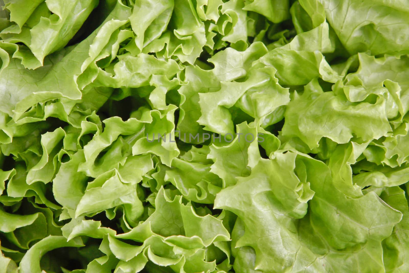 Close up of lettuce leaves as a background