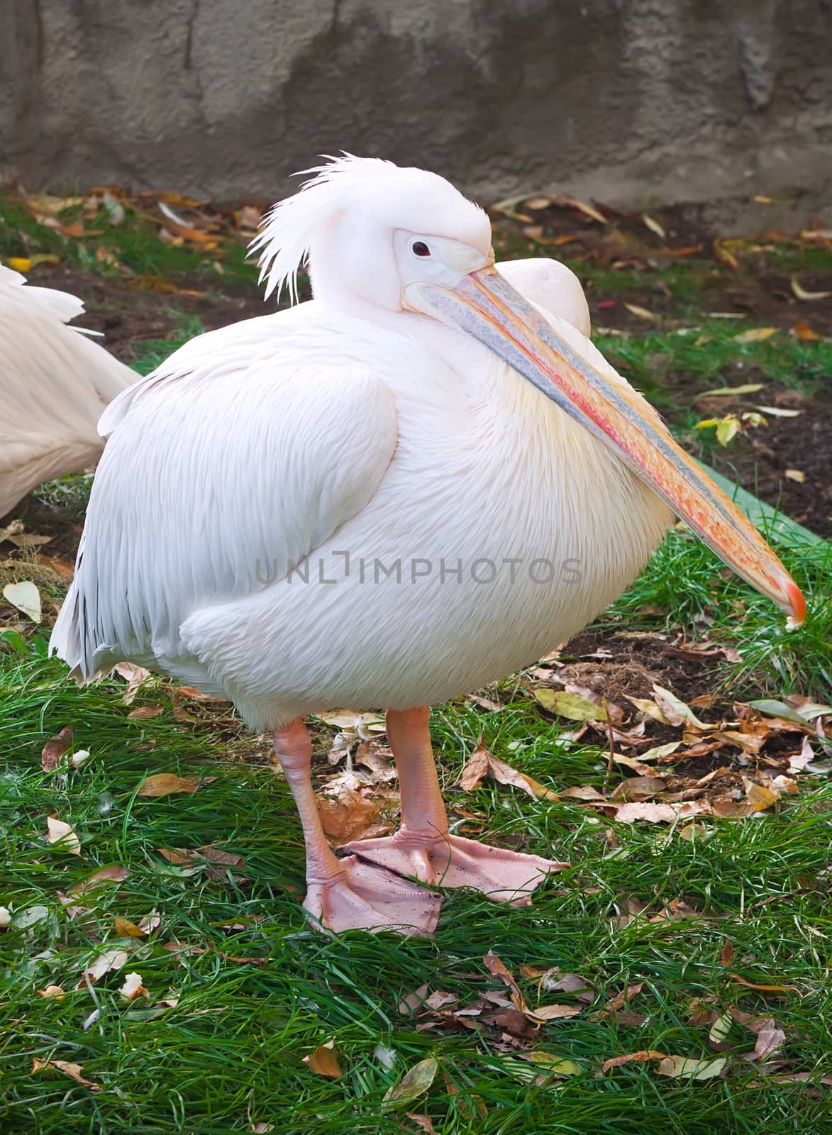 Pelican by sailorr