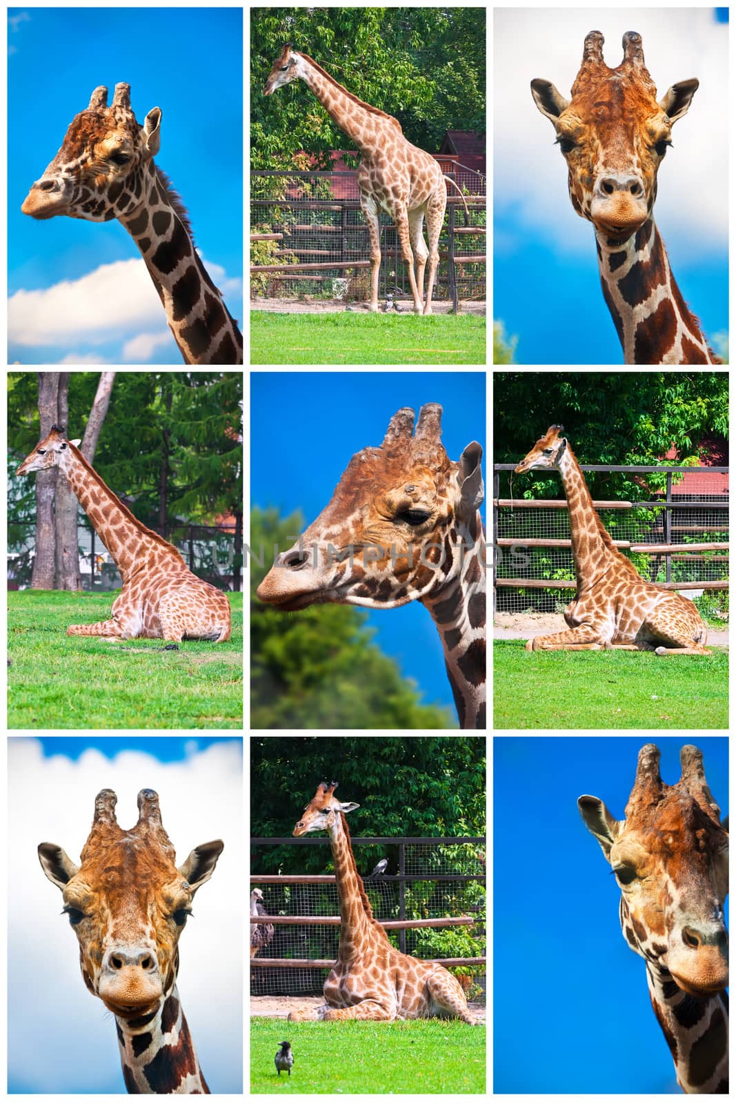 Portraits of big African giraffes in zoo