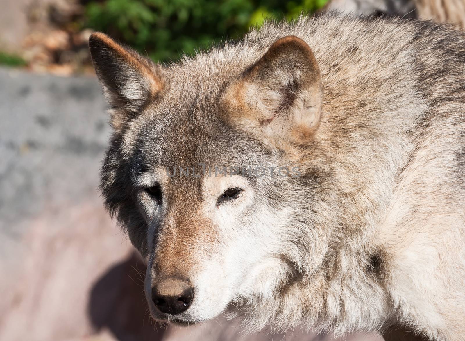 Nice close up portrait of gray wolf
