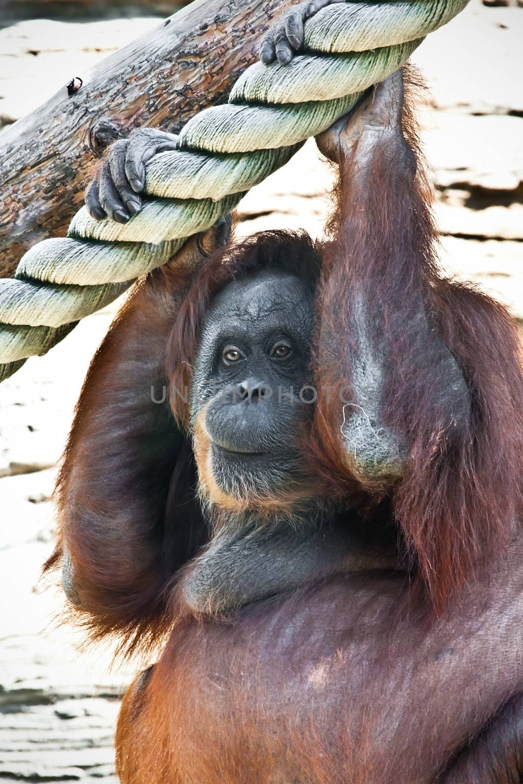 Cute photo of great ape red Bornean Orangutan