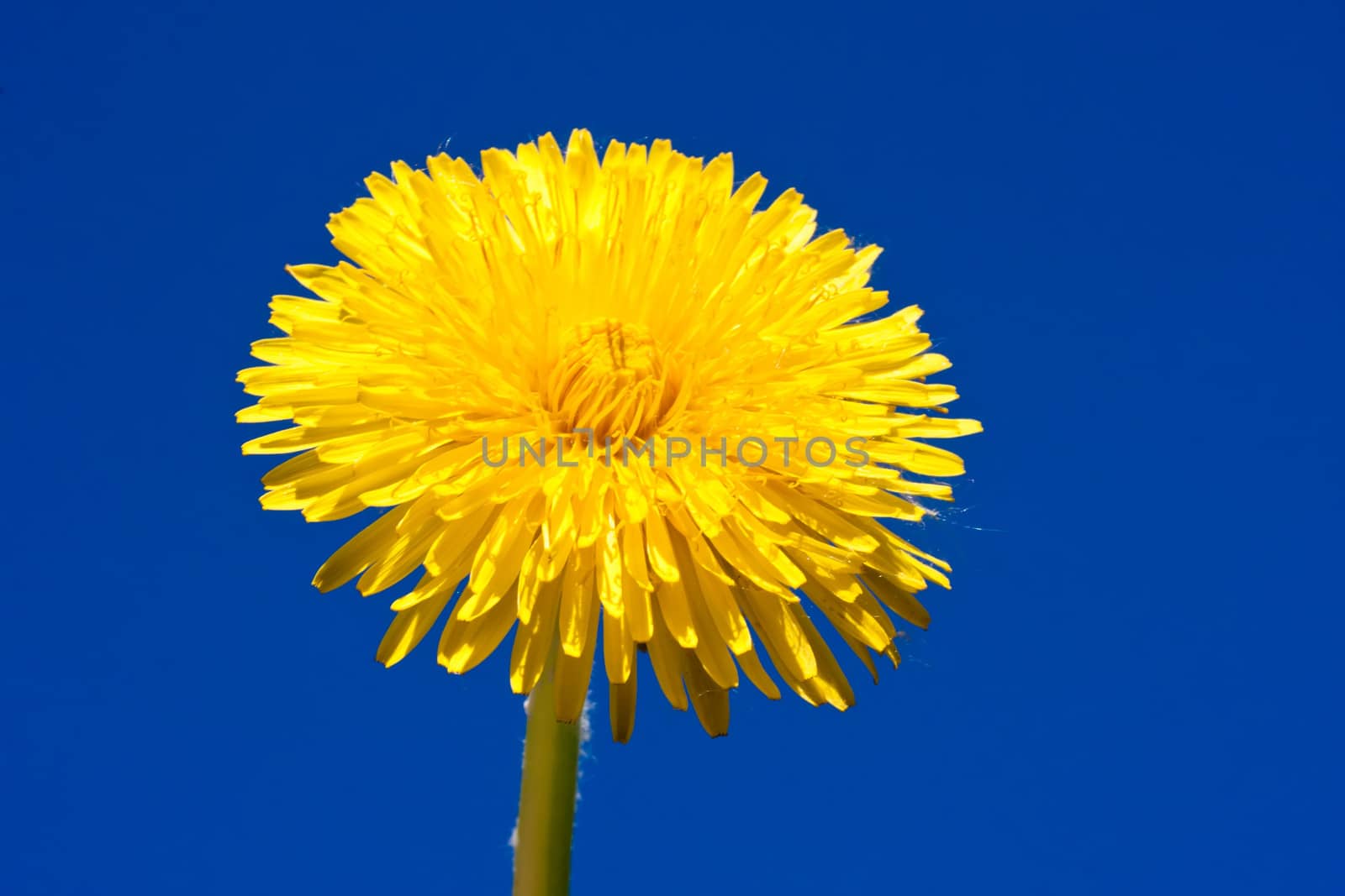 Beautiful bright yellow dandelion flower, spring photo