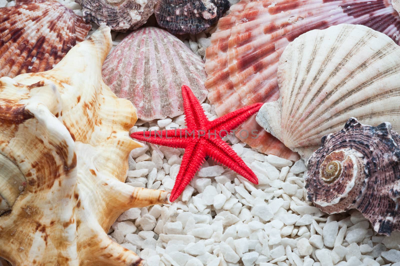 Background made from tropical seashells on sandy beach