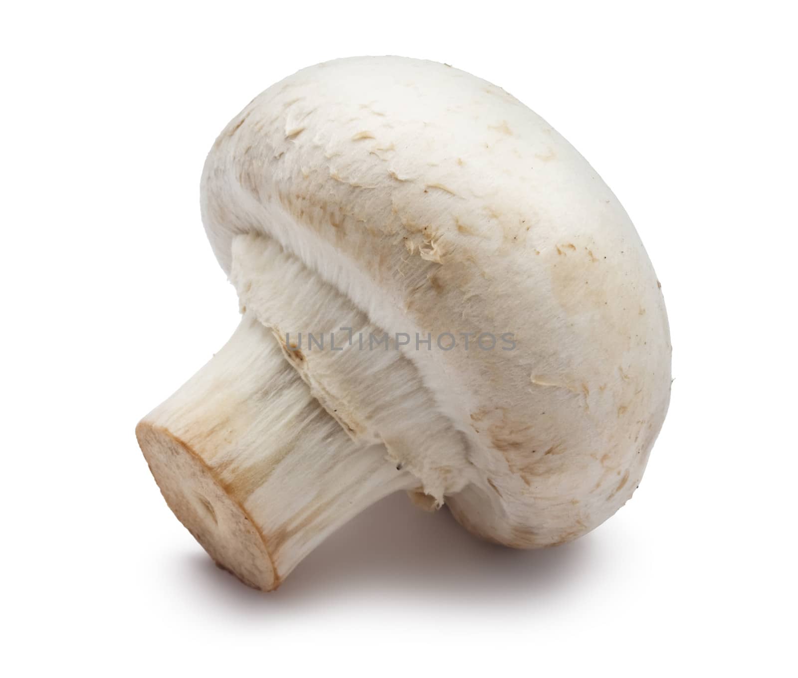 Fresh champignon mushroom isolated on white background