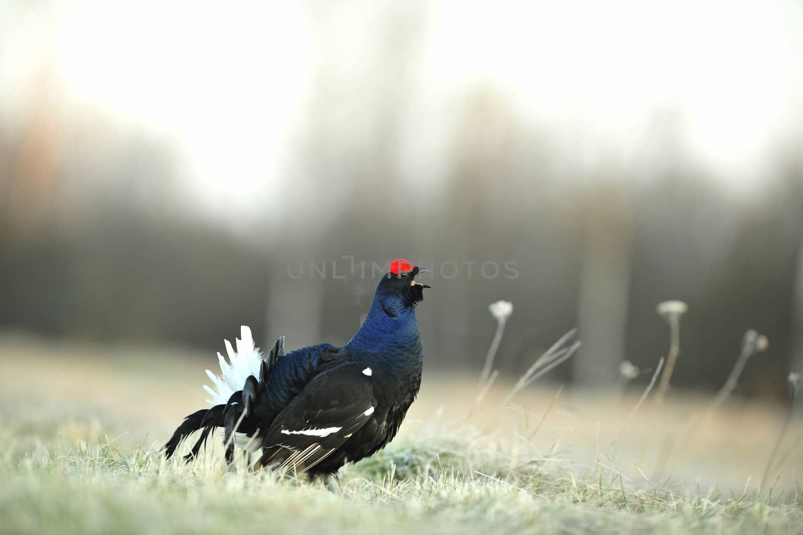 Lekking  black grouse by SURZ