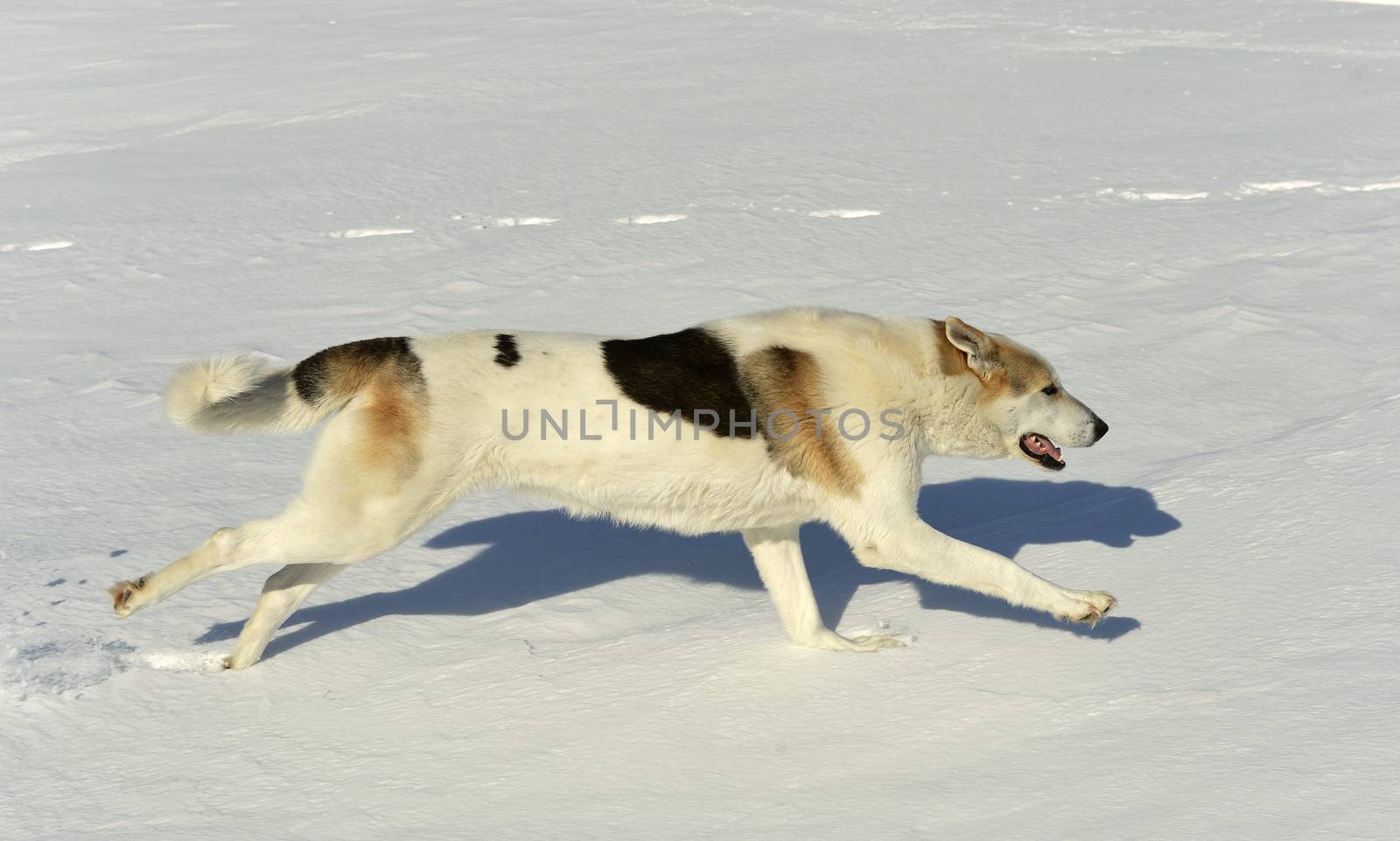 Dog quickly runs on snow. Shadow on the snow