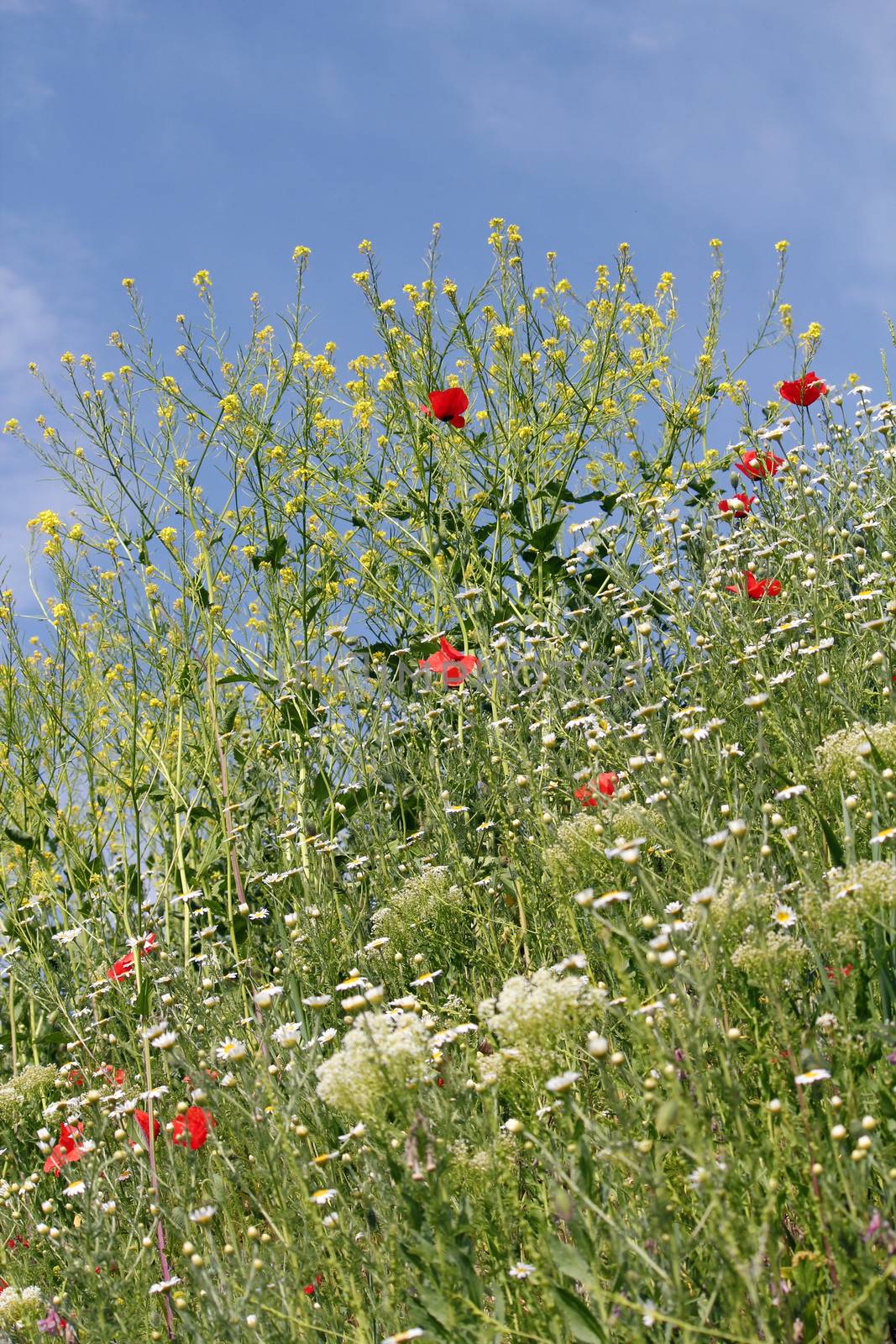 wild flowers field spring season by goce