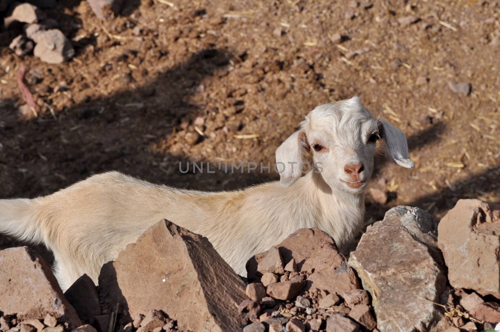 Young white goat looking in to the camera