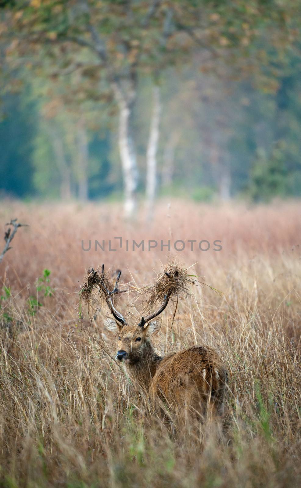 Deer with a grass on horns. A Swamp Deer or Barasingha (Rucervus duvaucelii). India